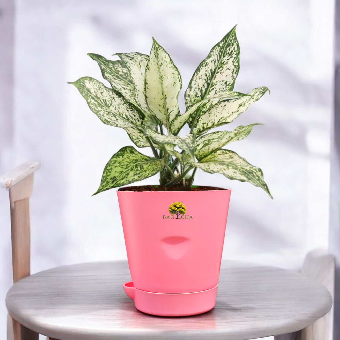 Aglaonema Snow White Plant