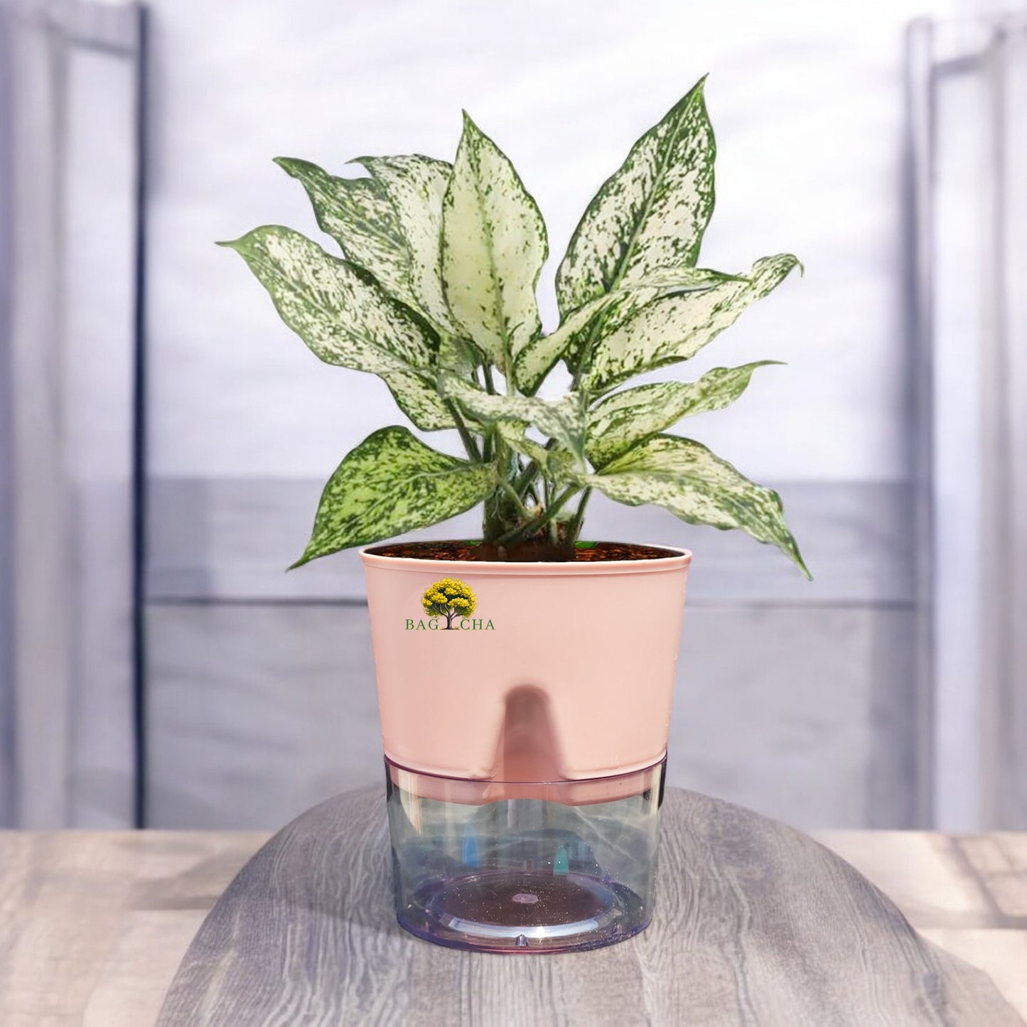 Aglaonema Snow White Plant