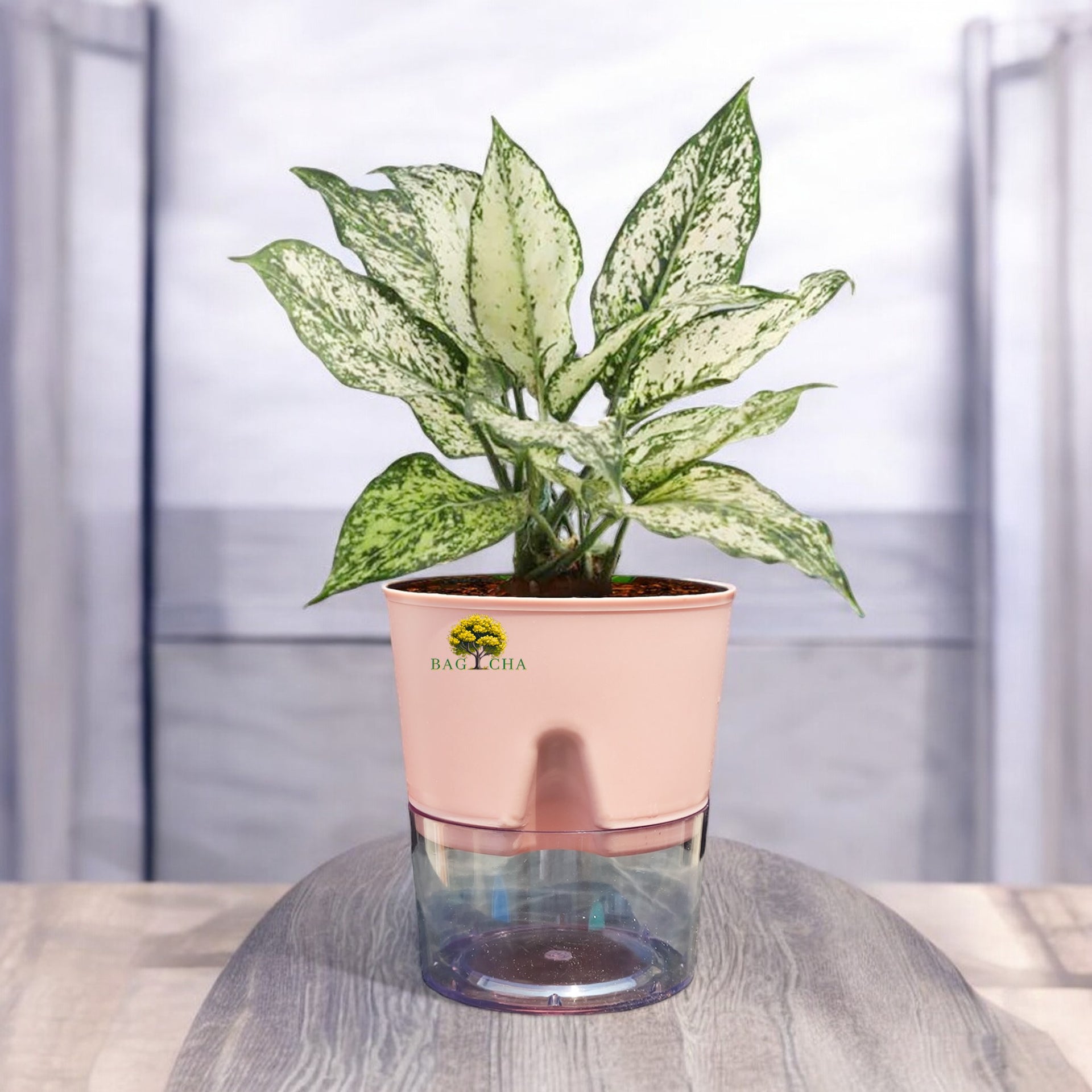 aglaonema snow white Aglaonema Snow White Plant – Bagicha