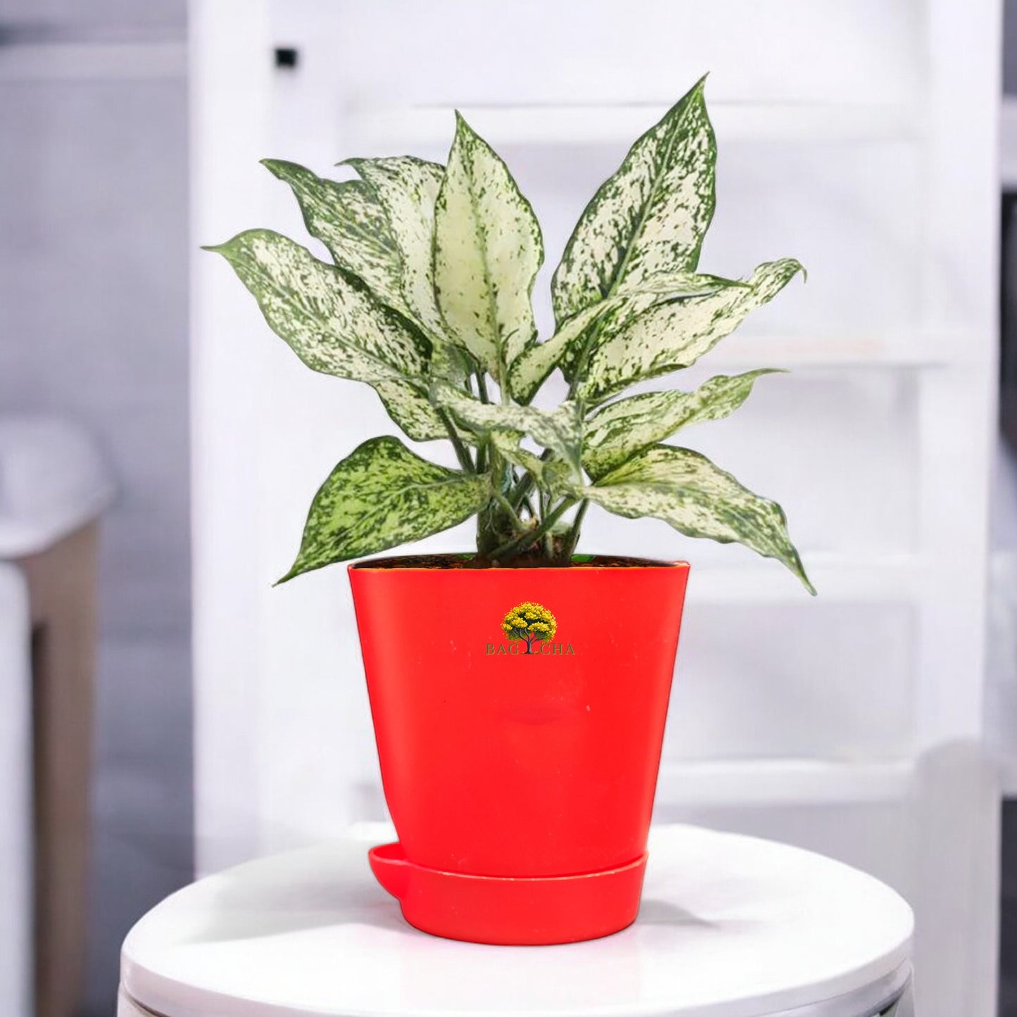 Aglaonema Snow White Plant