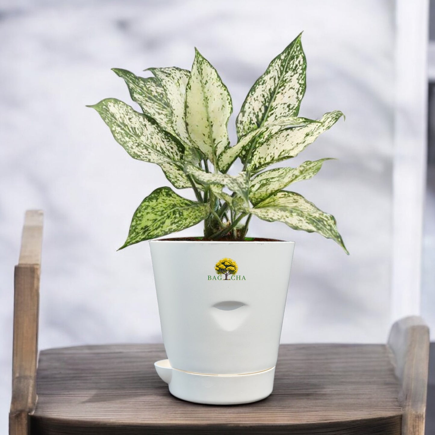 Aglaonema Snow White Plant