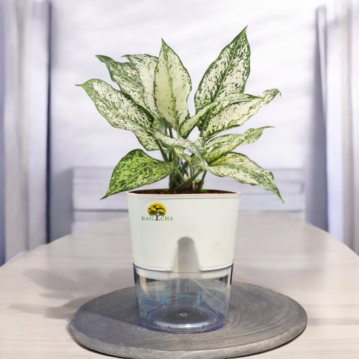 Aglaonema Snow White Plant