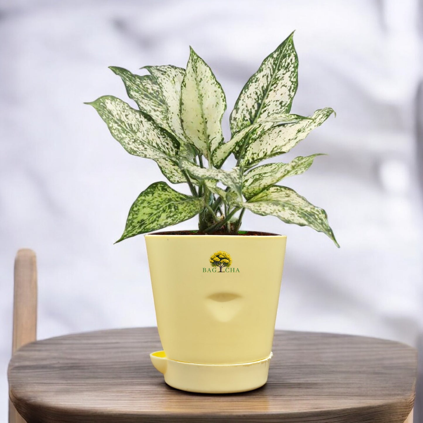 Aglaonema Snow White Plant