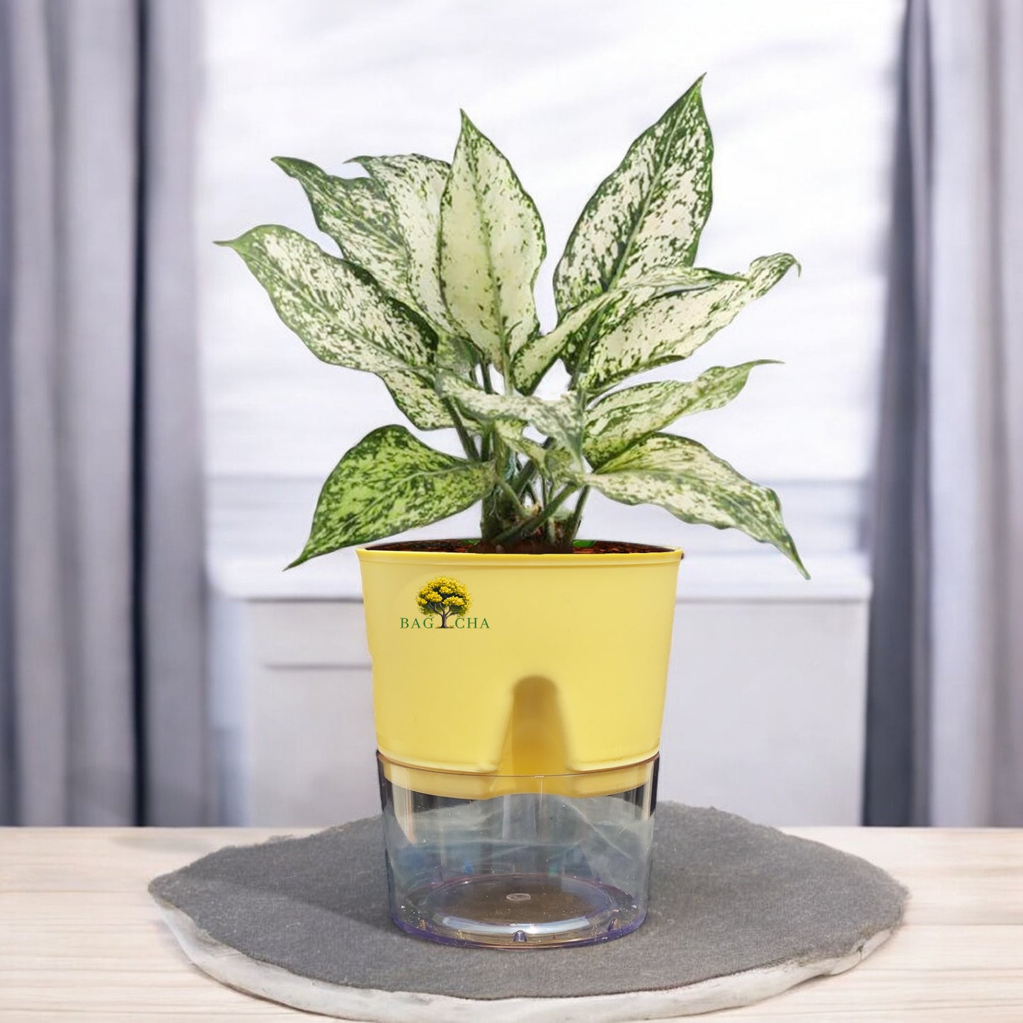 Aglaonema Snow White Plant