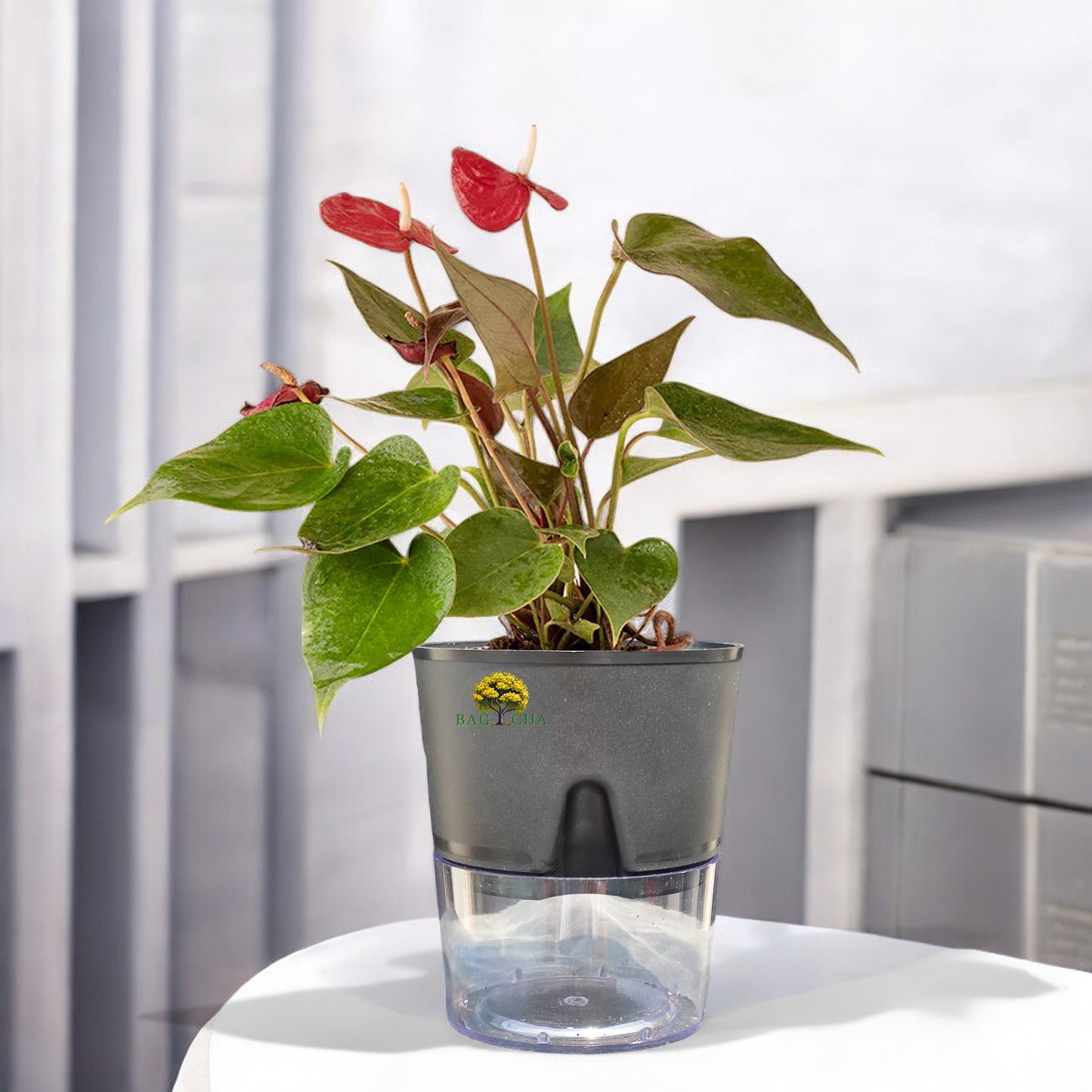 Anthurium Red Plant