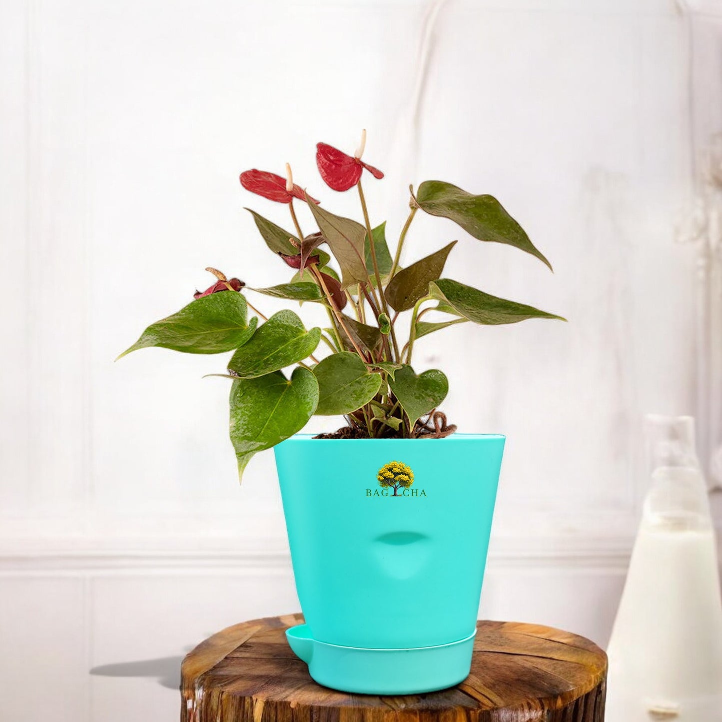 Anthurium Red Plant