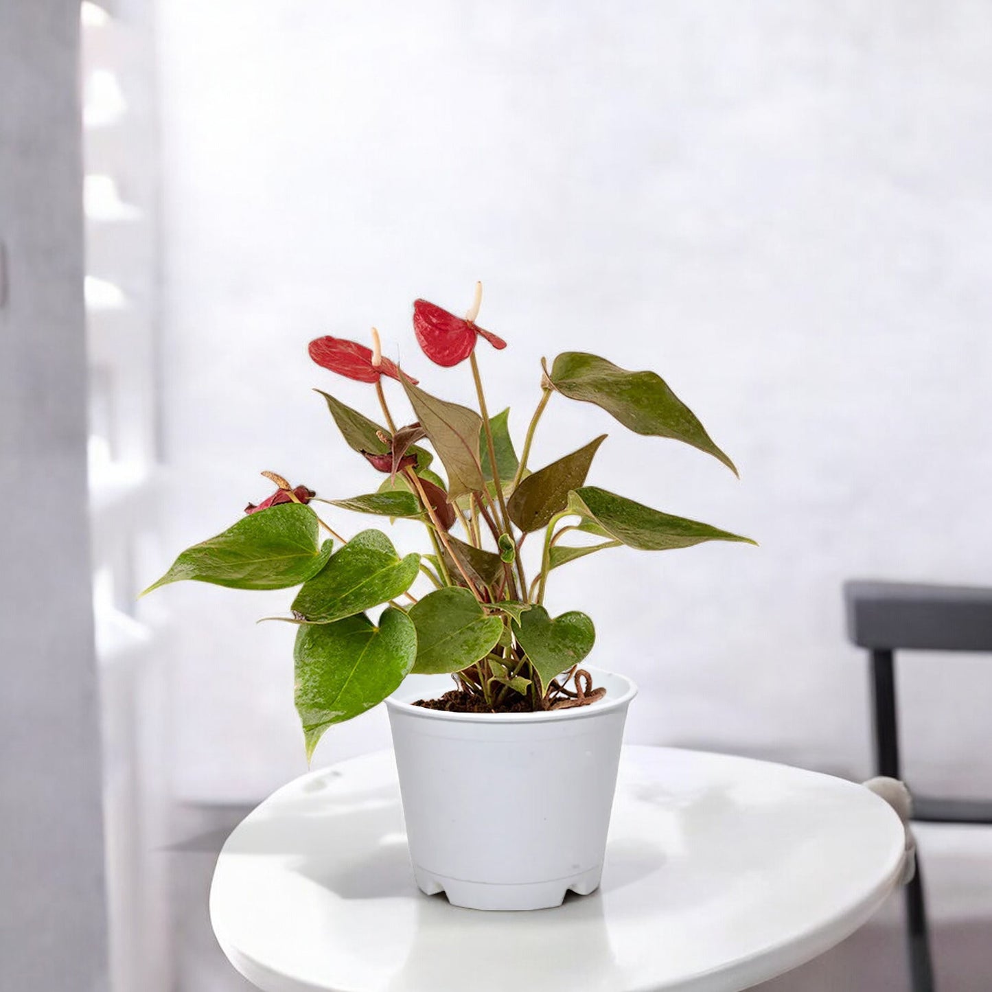 Anthurium Red Plant