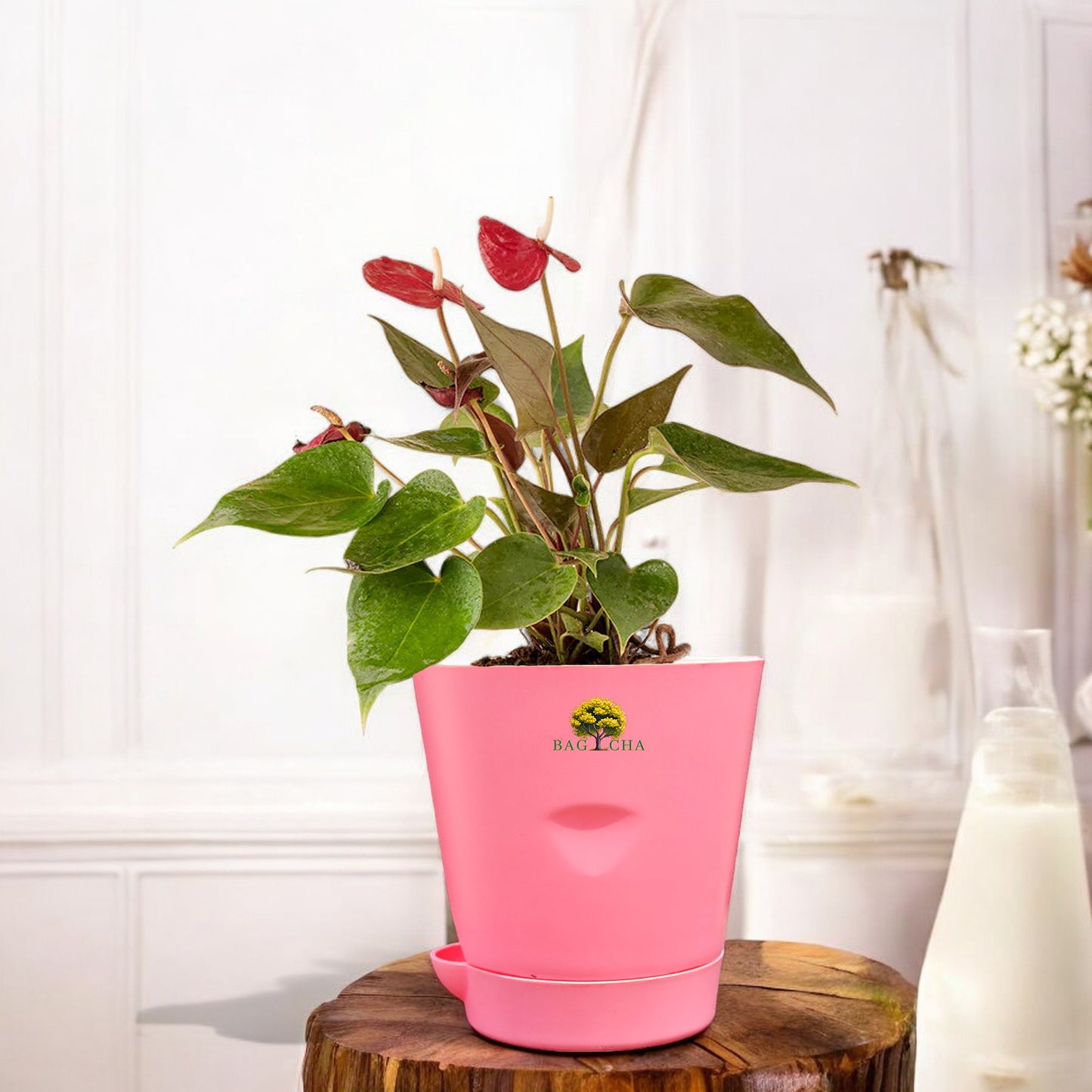 Anthurium Red Plant