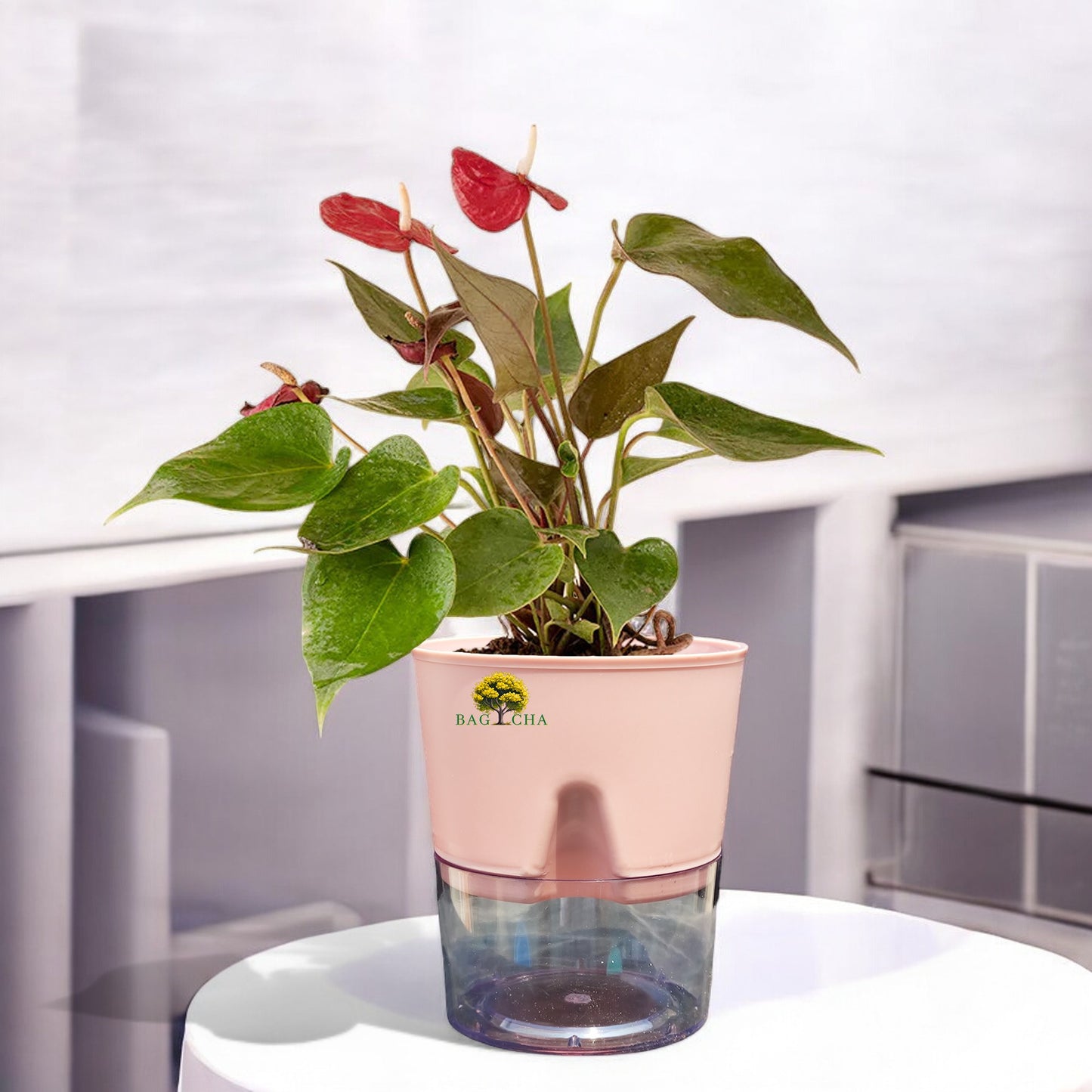 Anthurium Red Plant