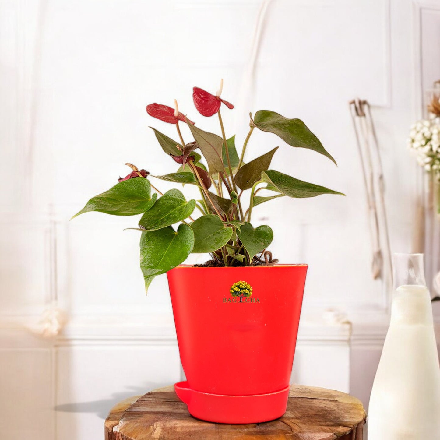 Anthurium Red Plant