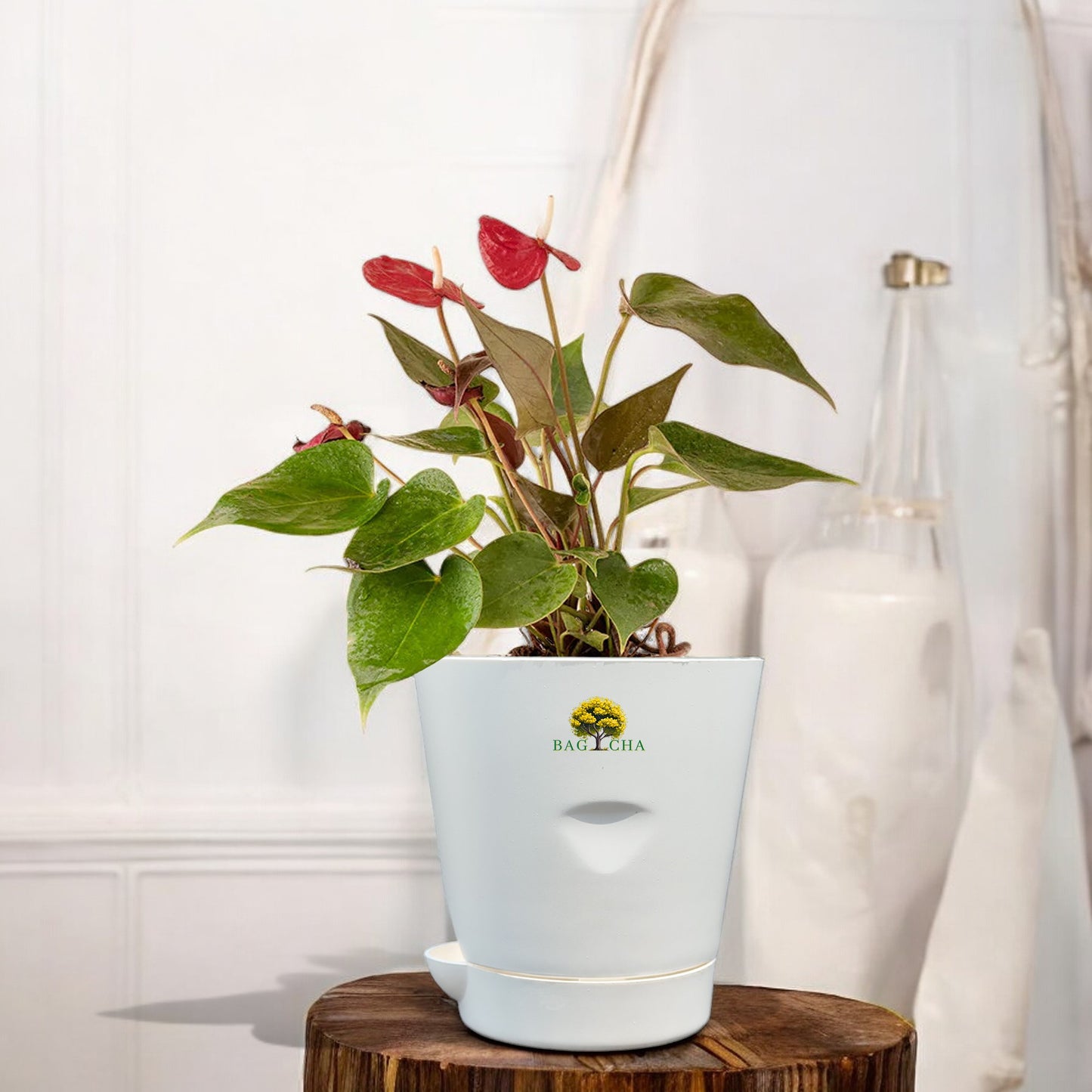 Anthurium Red Plant