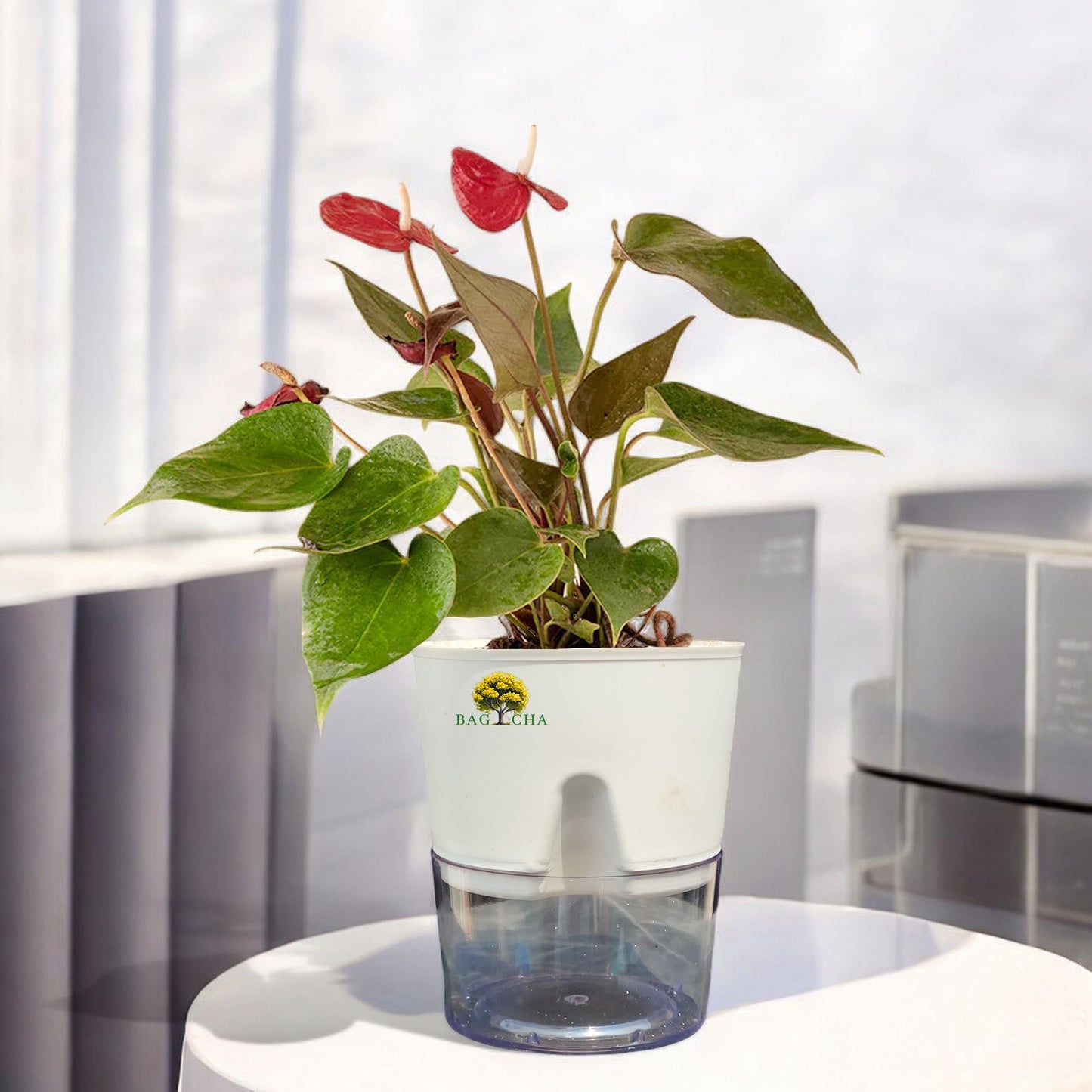 Anthurium Red Plant