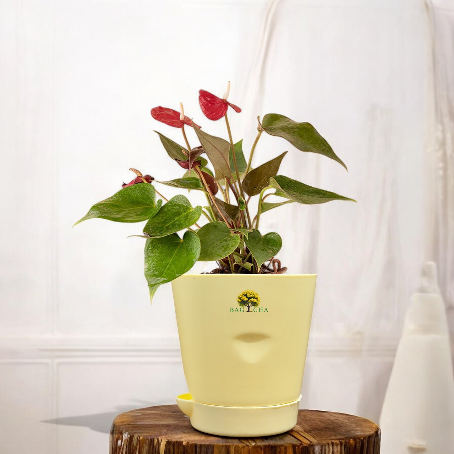 Anthurium Red Plant