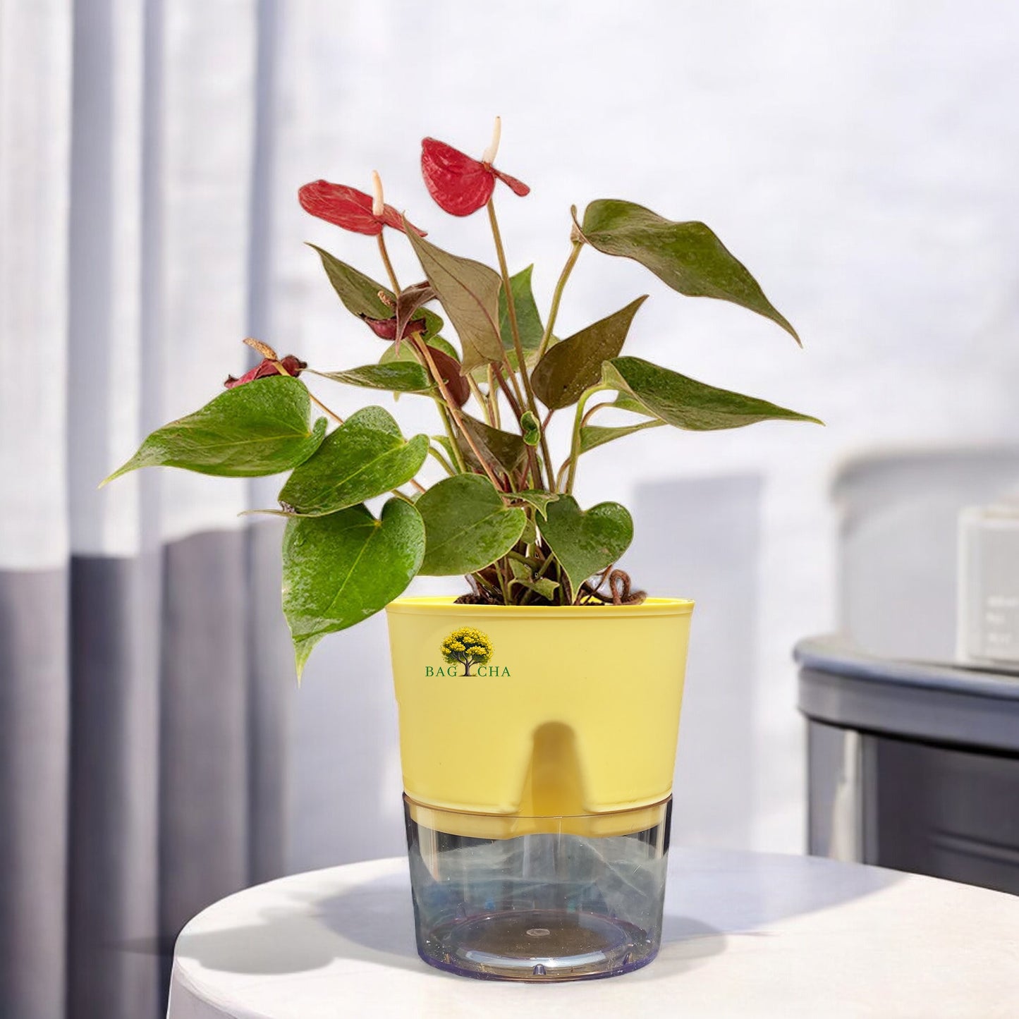 Anthurium Red Plant