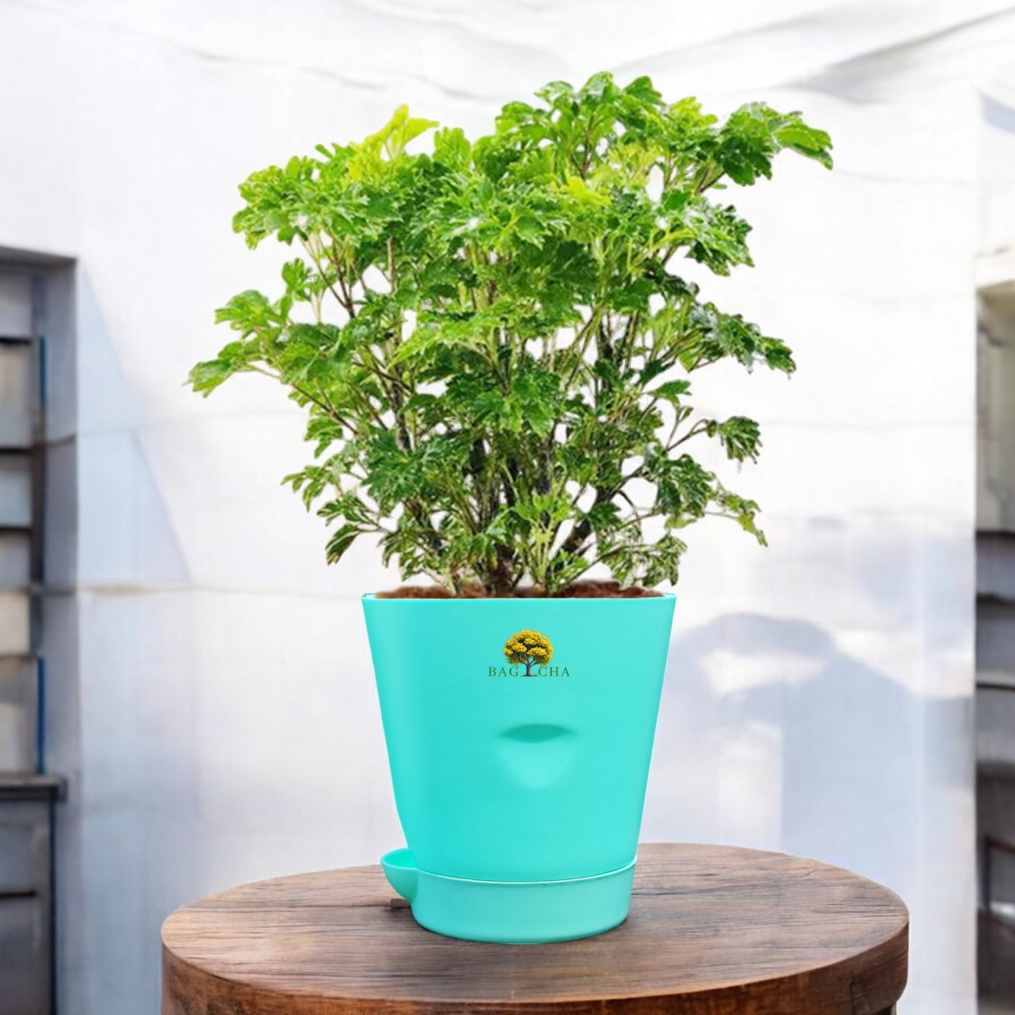 Aralia Green Plant