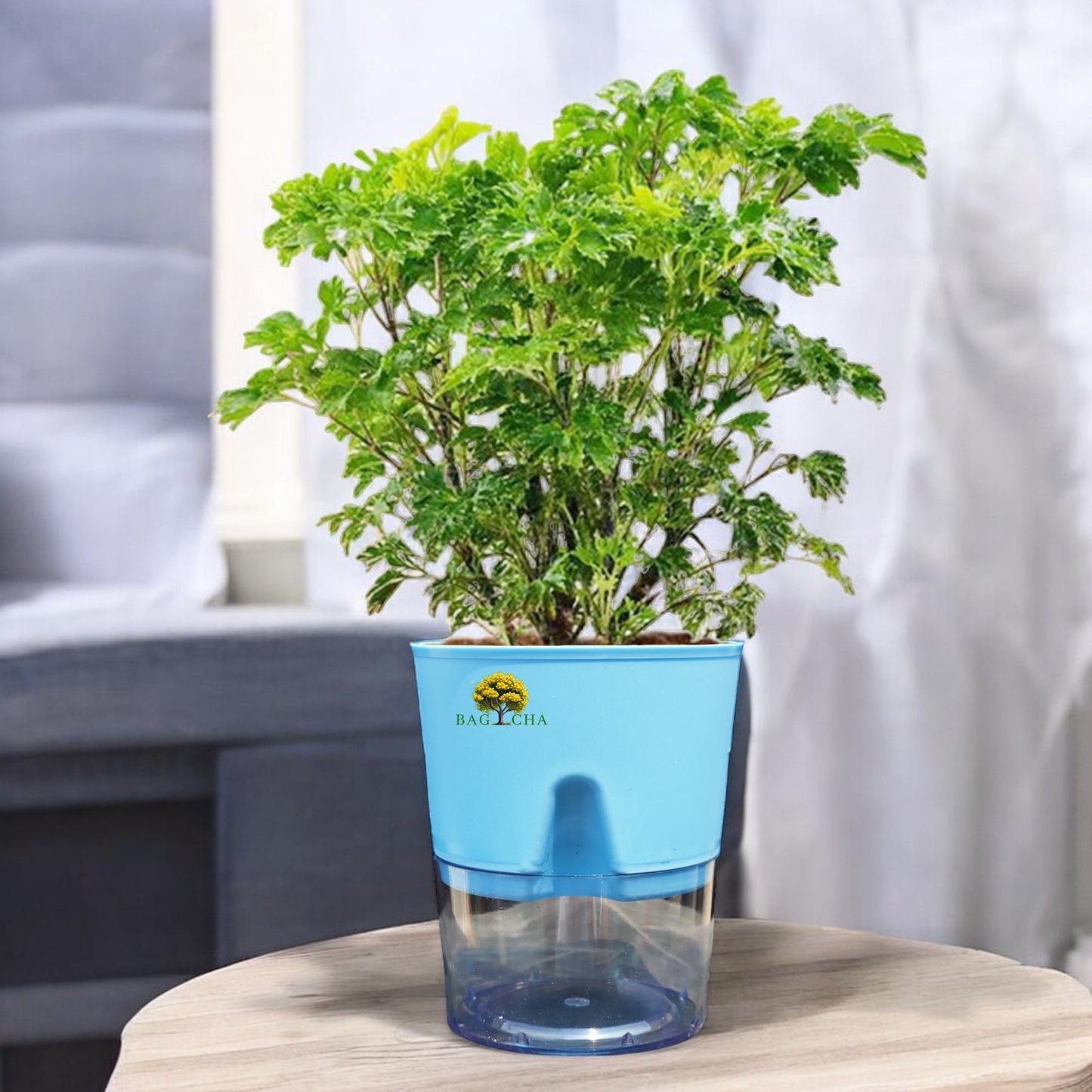 Aralia Green Plant