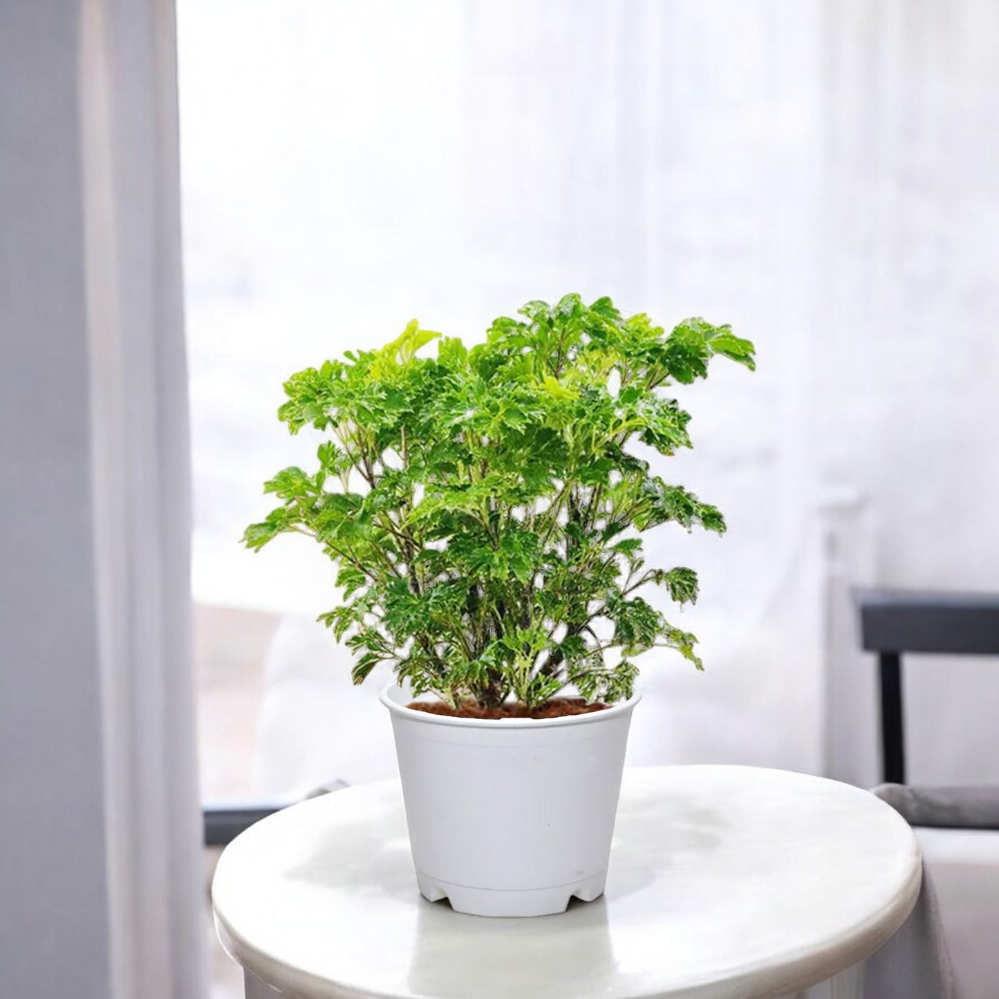 Aralia Green Plant