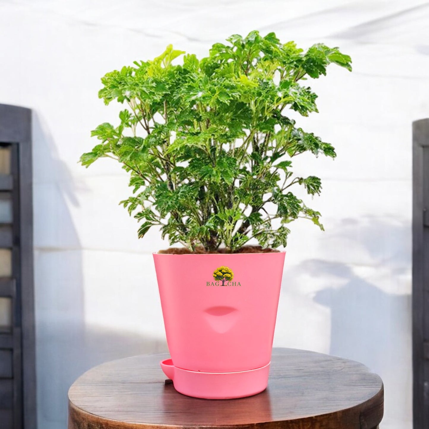 Aralia Green Plant