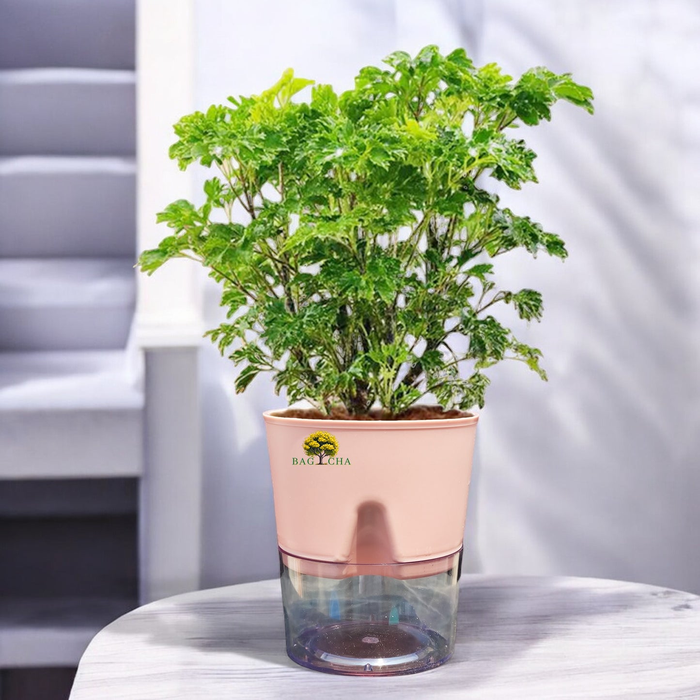 Aralia Green Plant