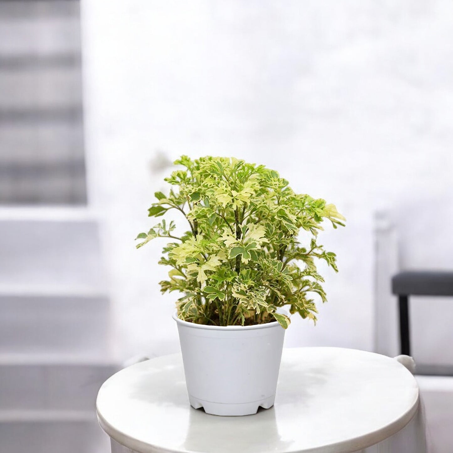 Aralia Variegated Plant