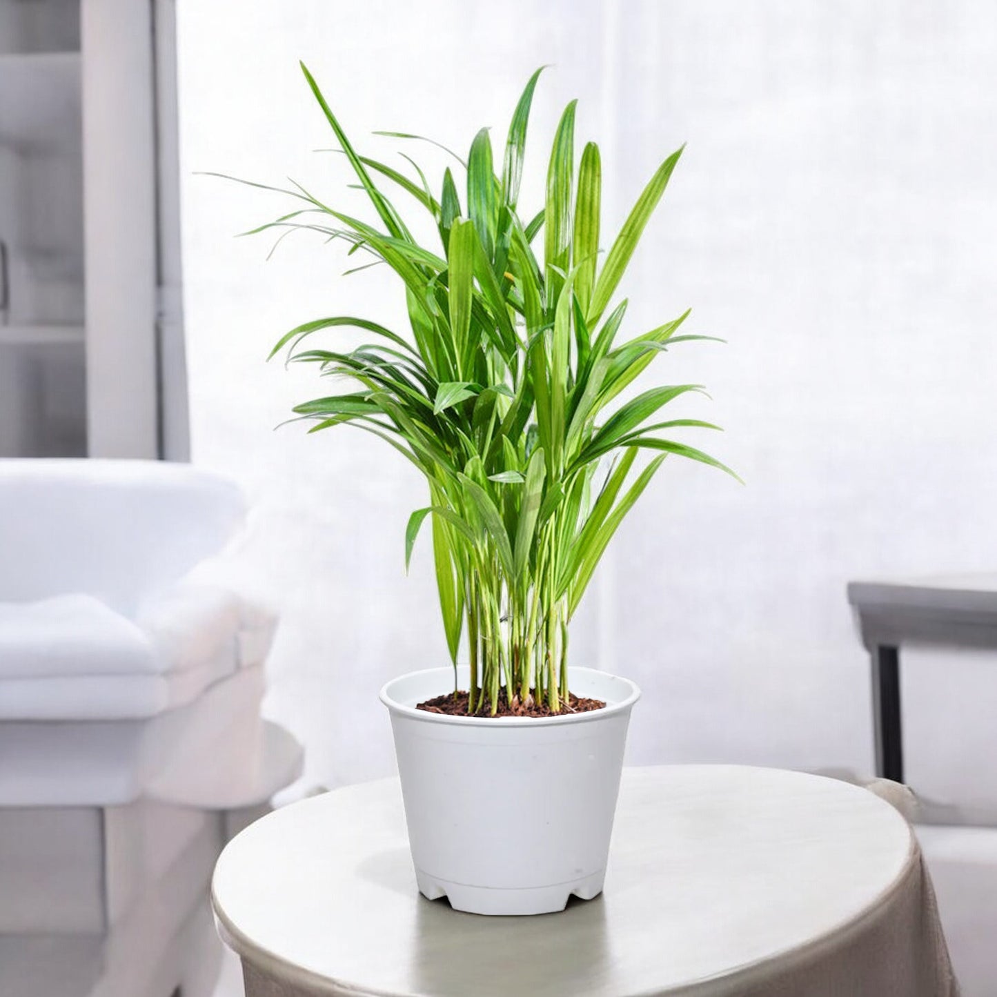 Areca Palm Plant