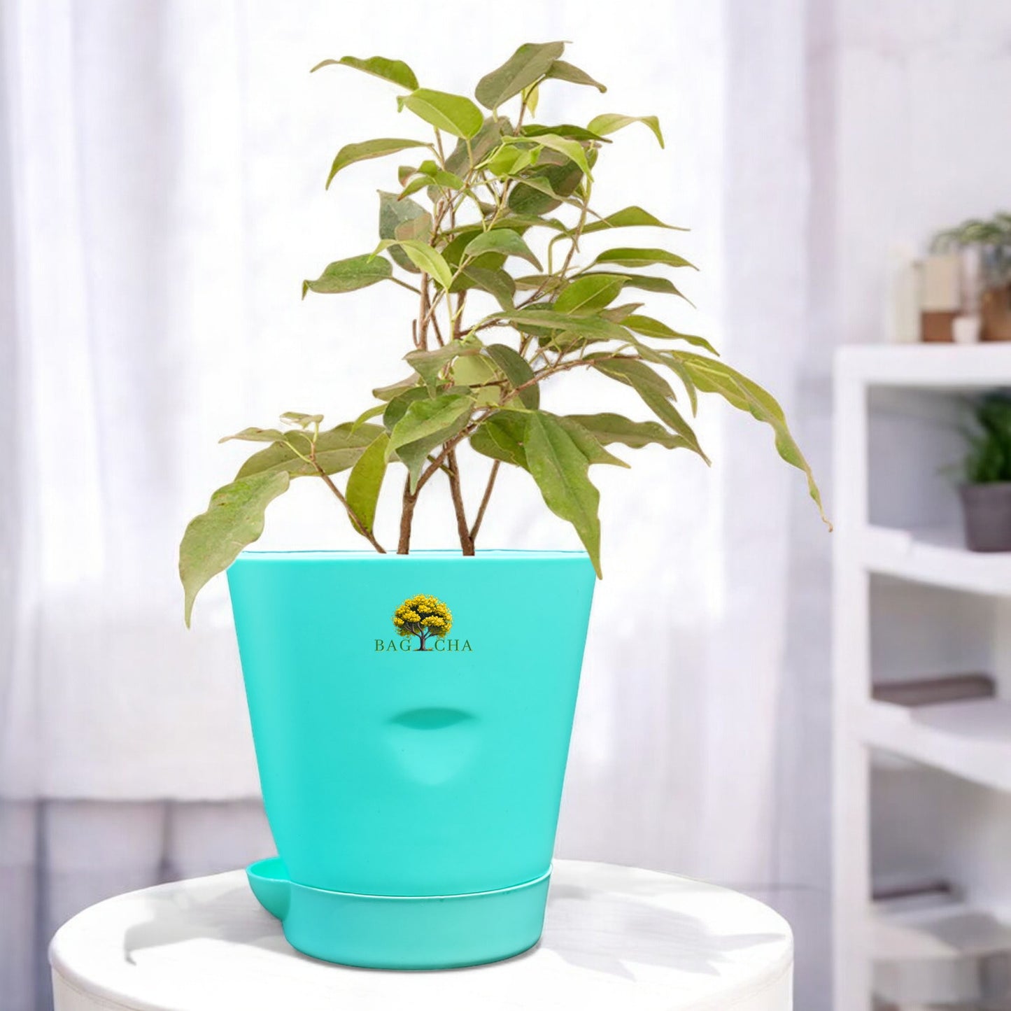 Black Ficus Plant