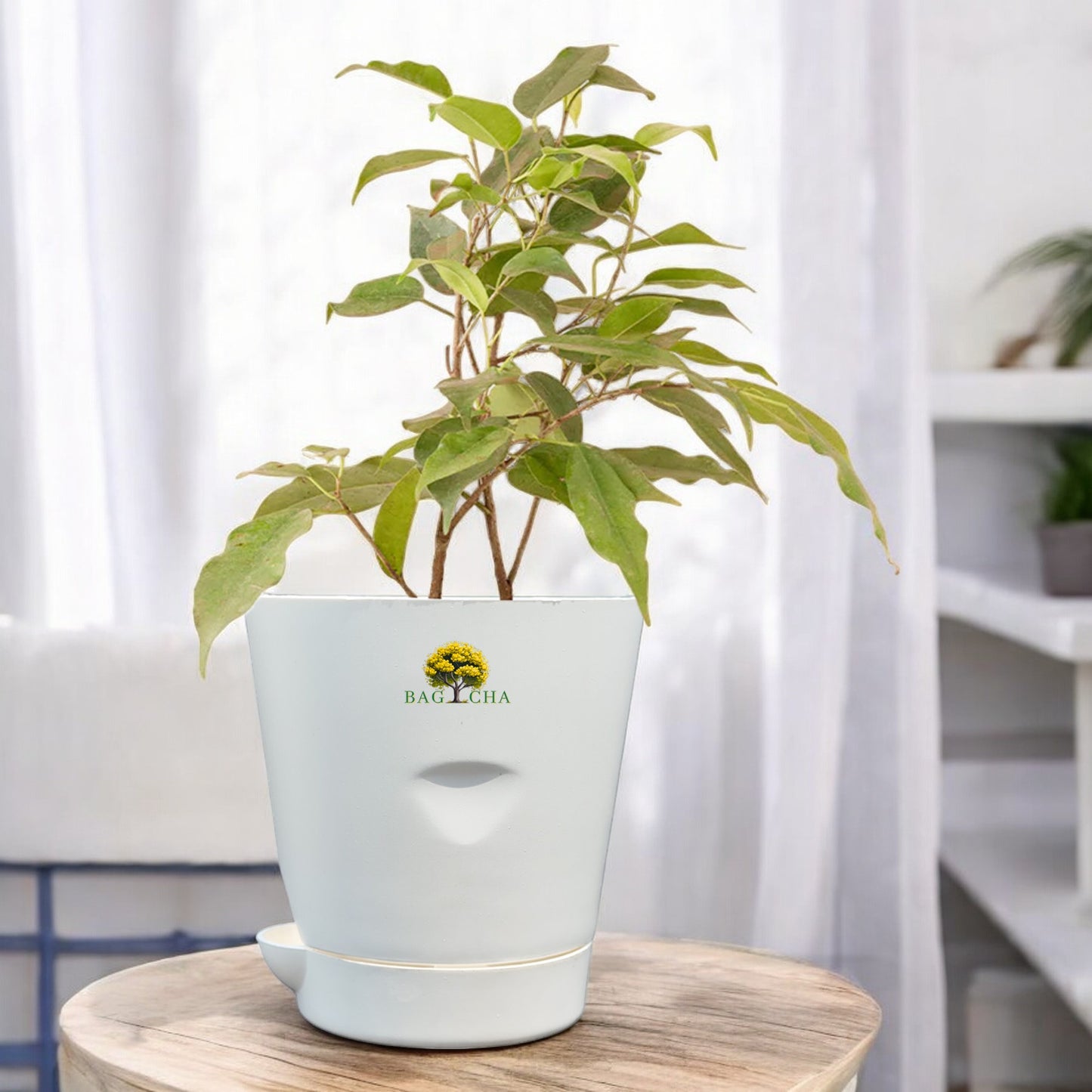 Black Ficus Plant