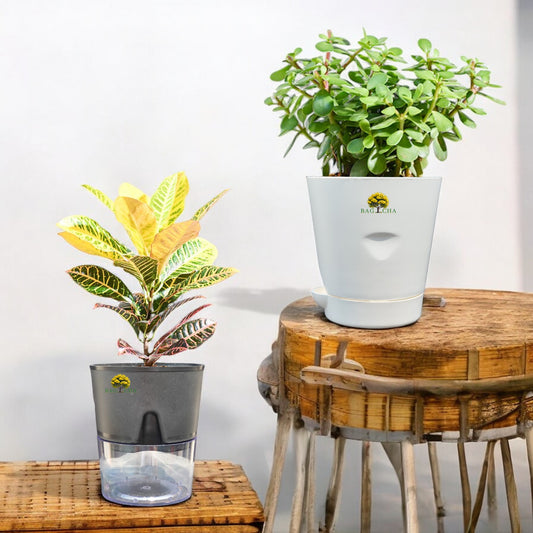 Great Choice Combo - Croton Petra Plant & Lucky Jade Plant