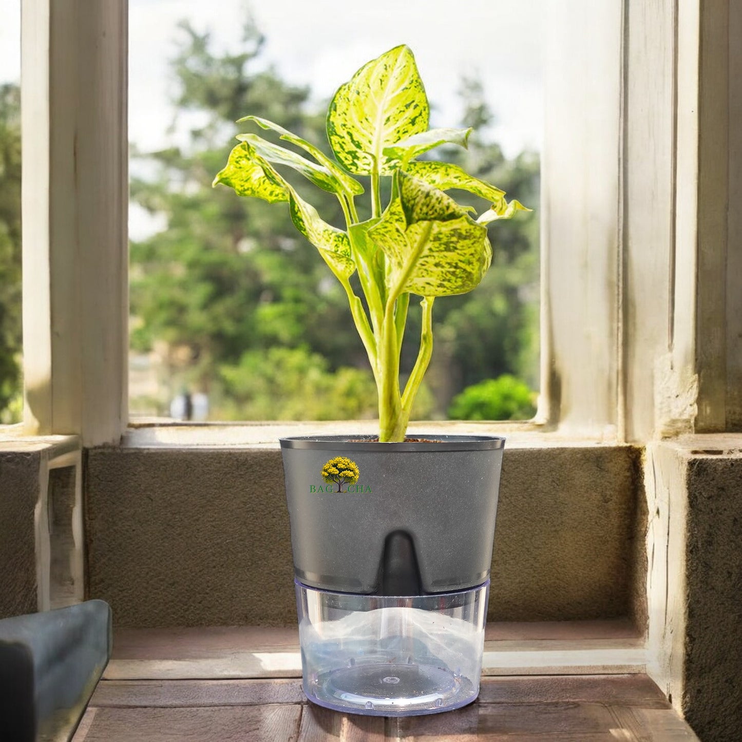 Dieffenbachia Plant