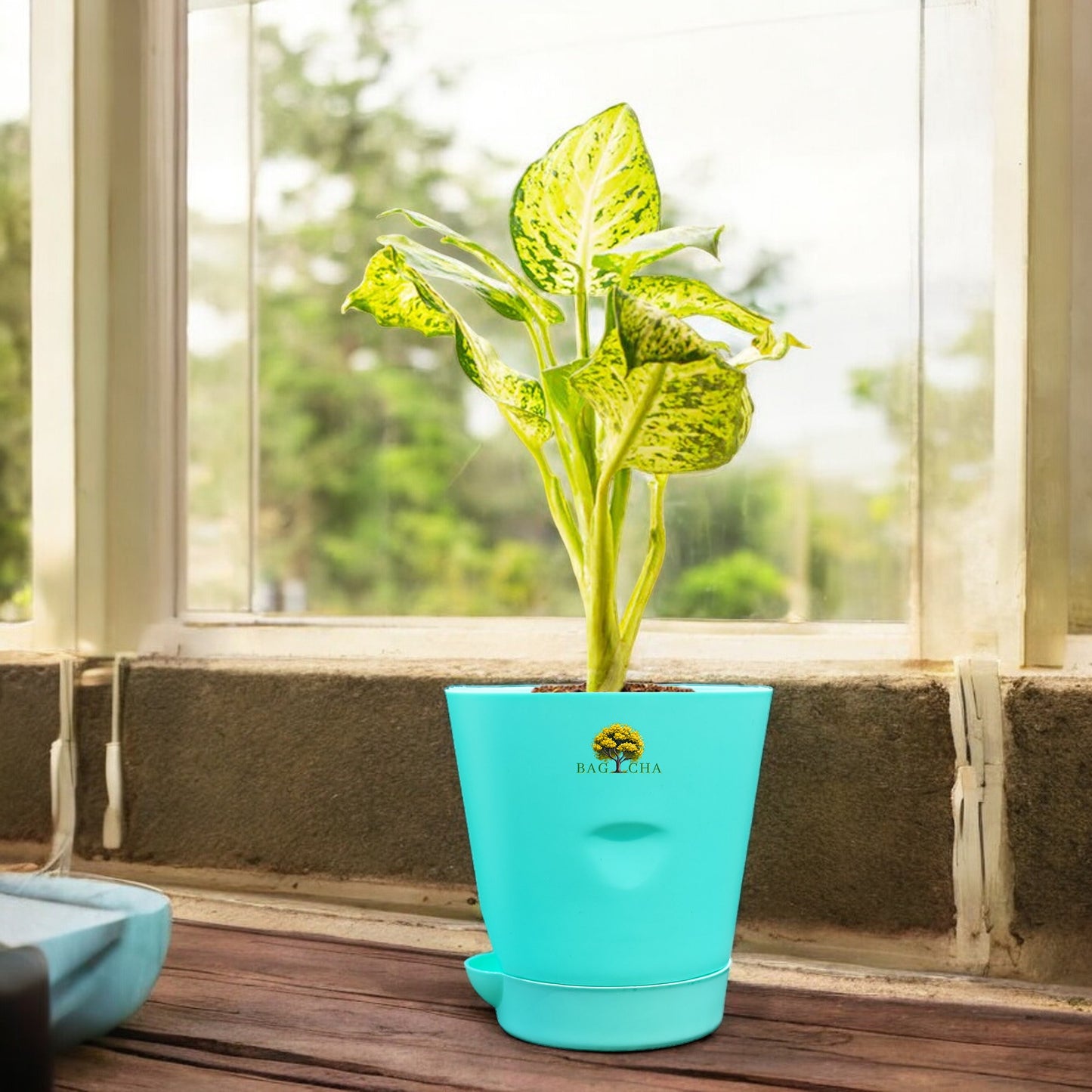 Dieffenbachia Plant