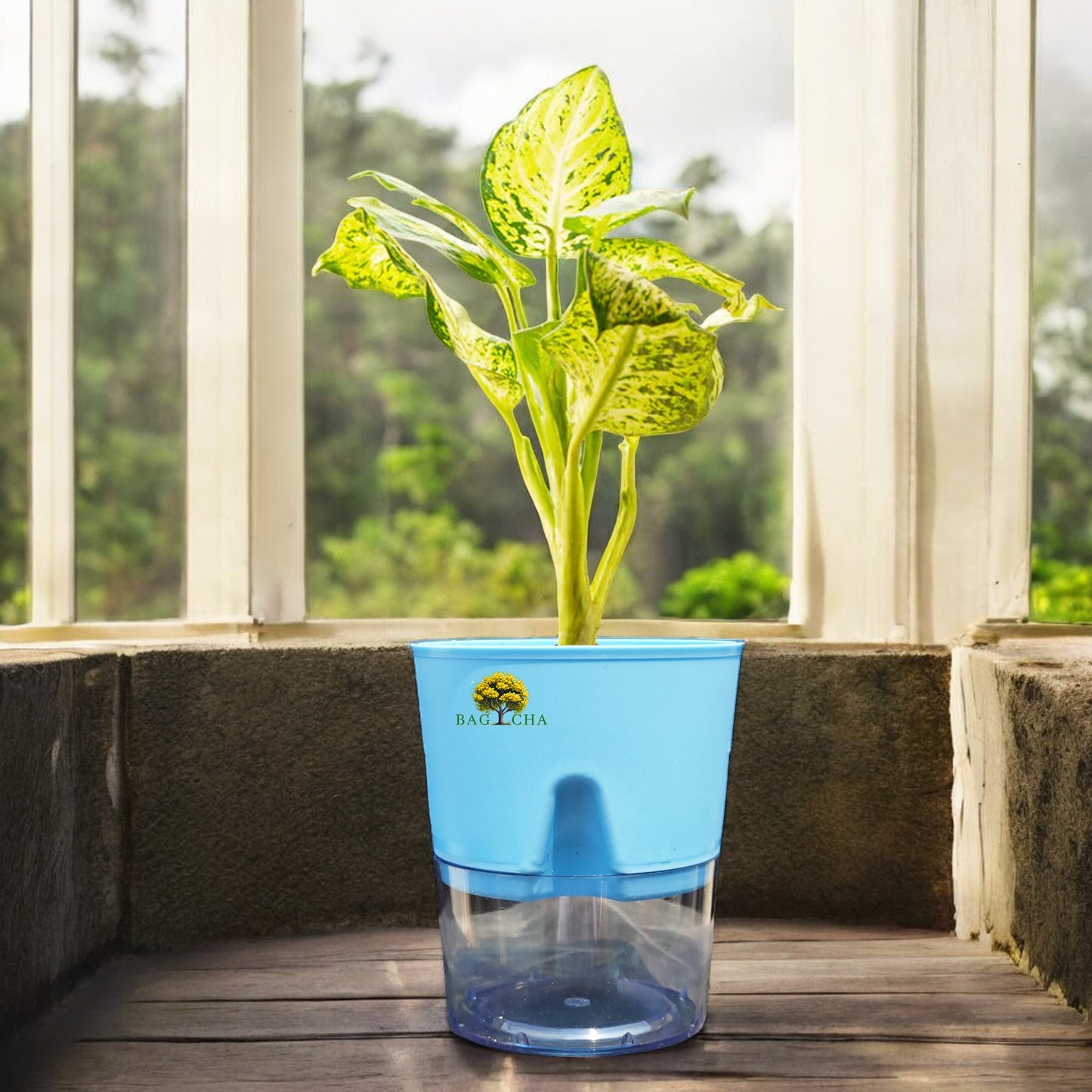 Dieffenbachia Plant