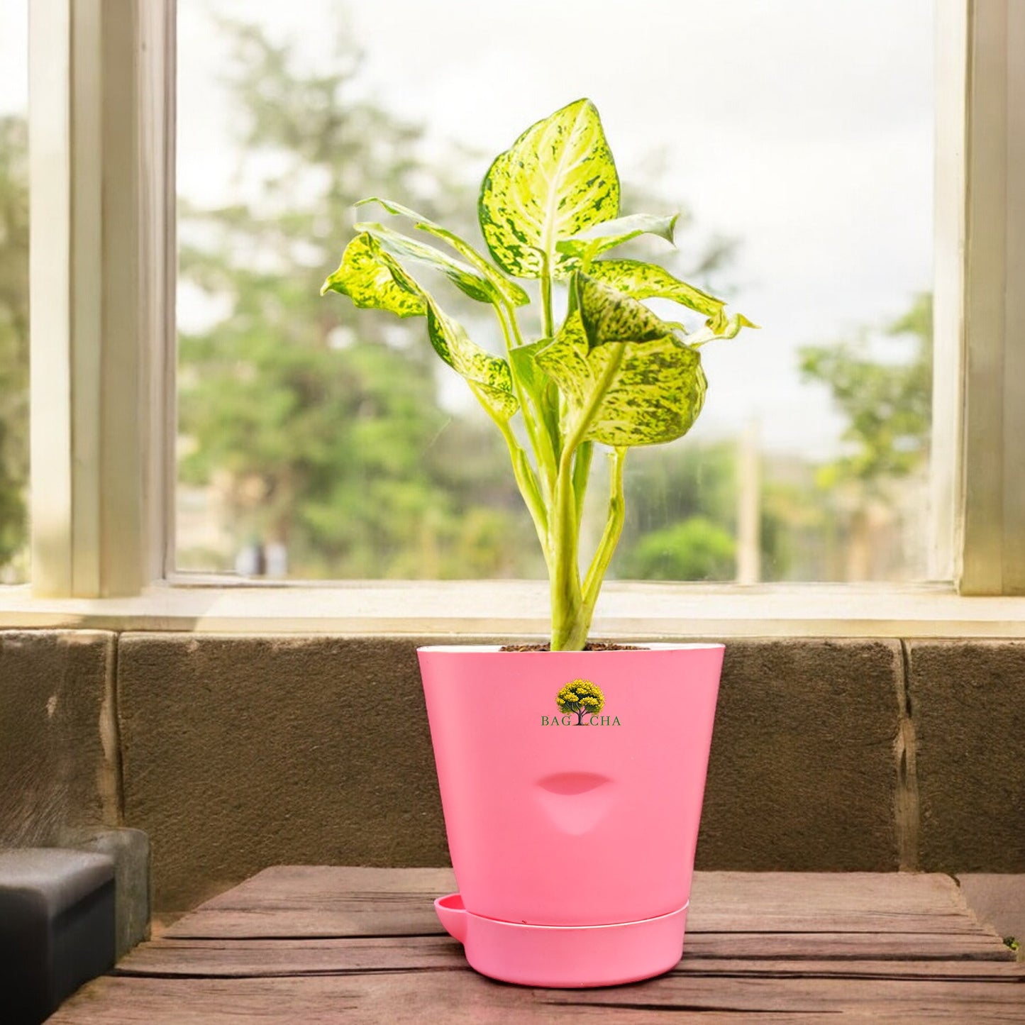 Dieffenbachia Plant