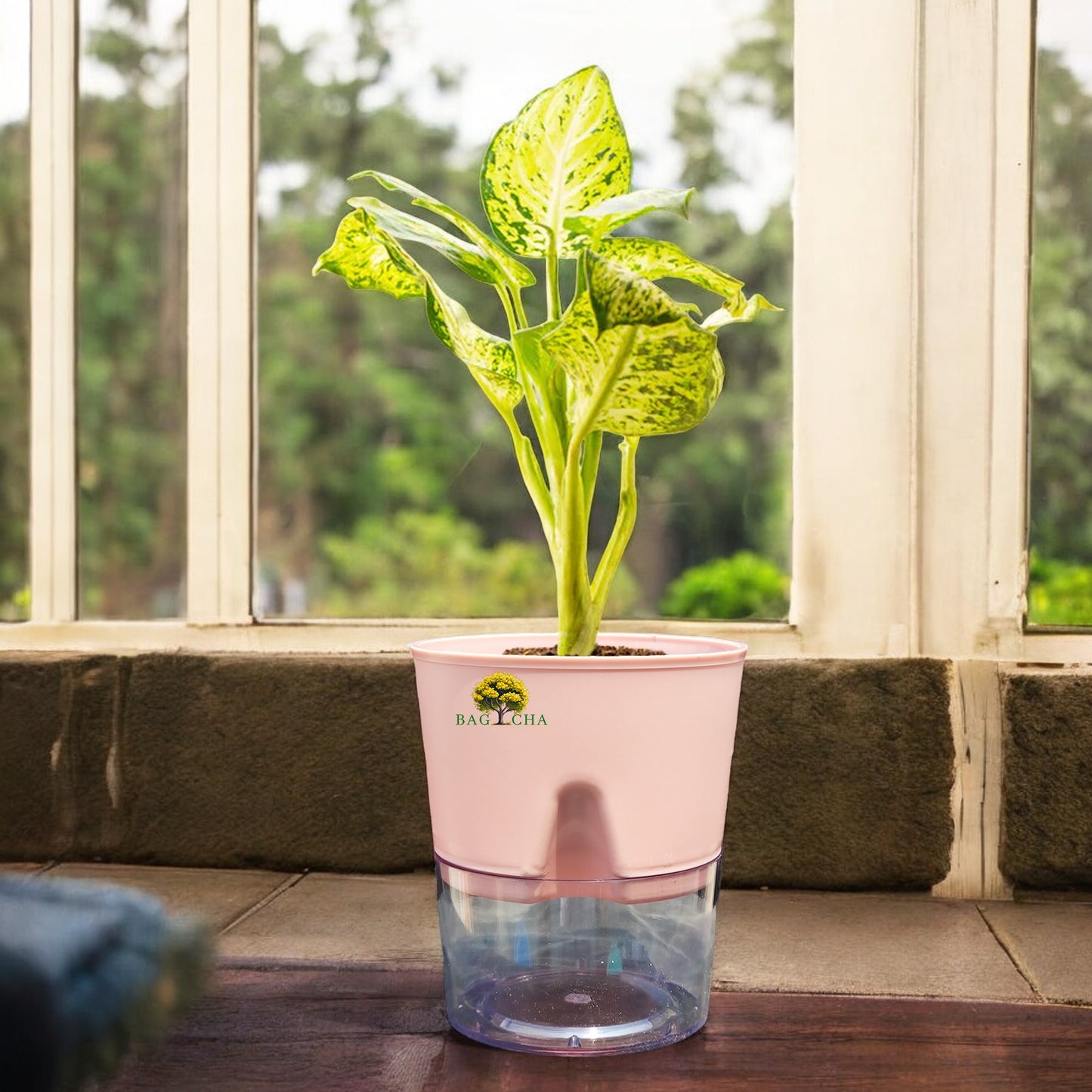 Dieffenbachia Plant