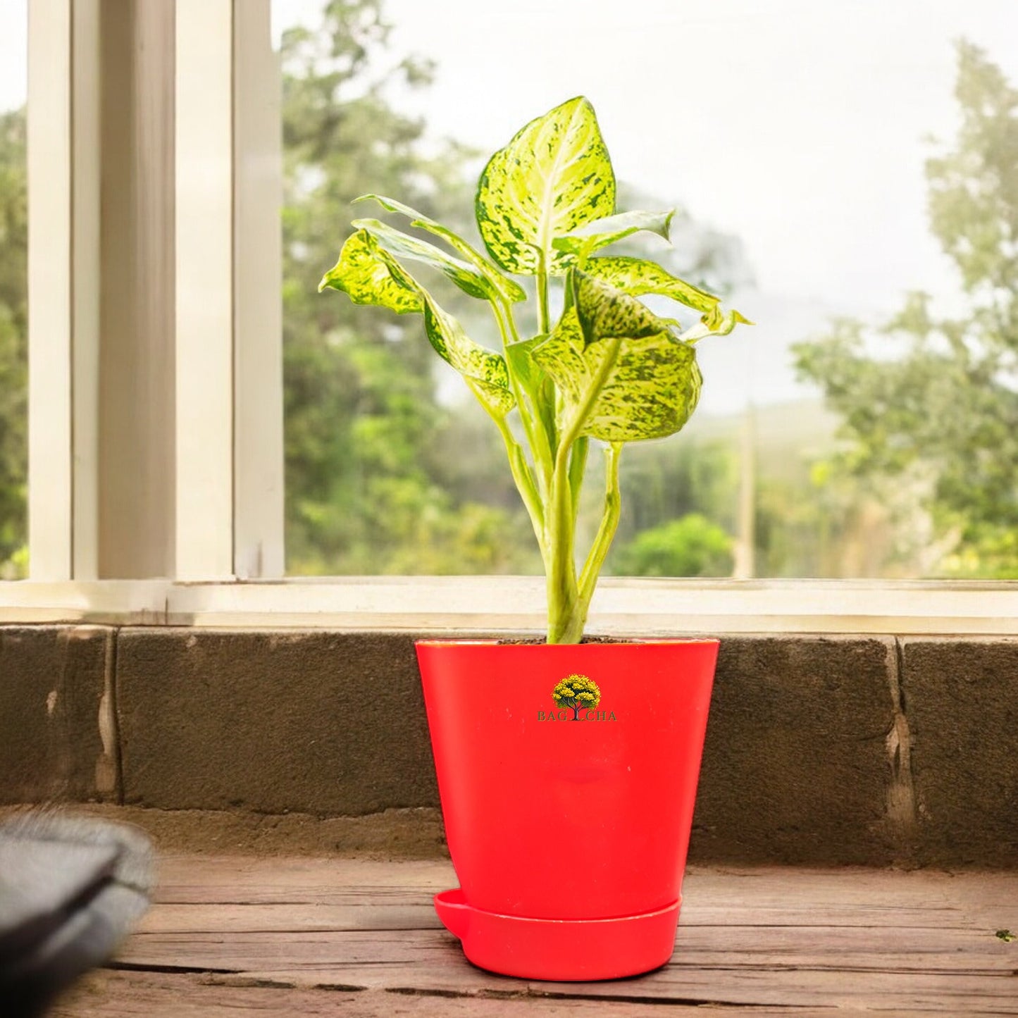 Dieffenbachia Plant