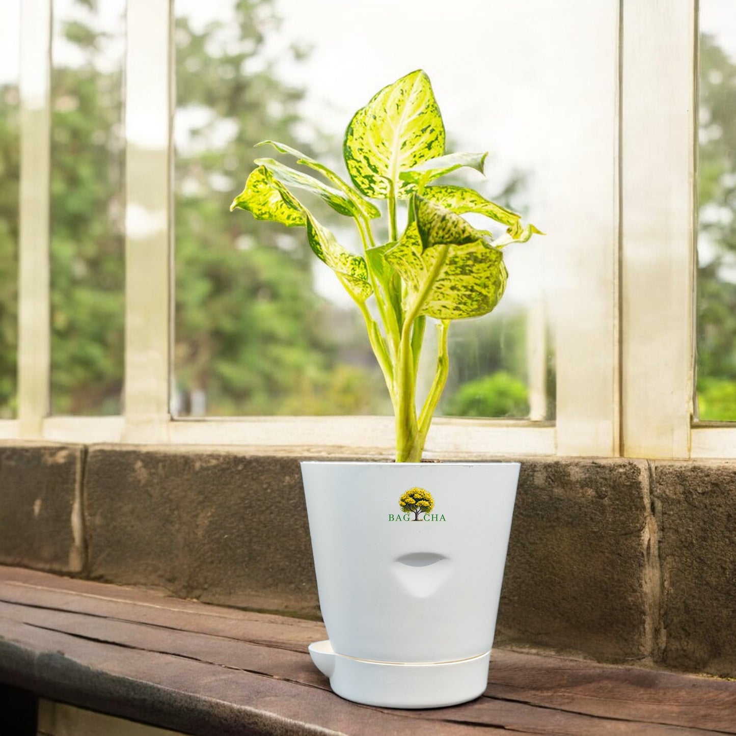 Dieffenbachia Plant