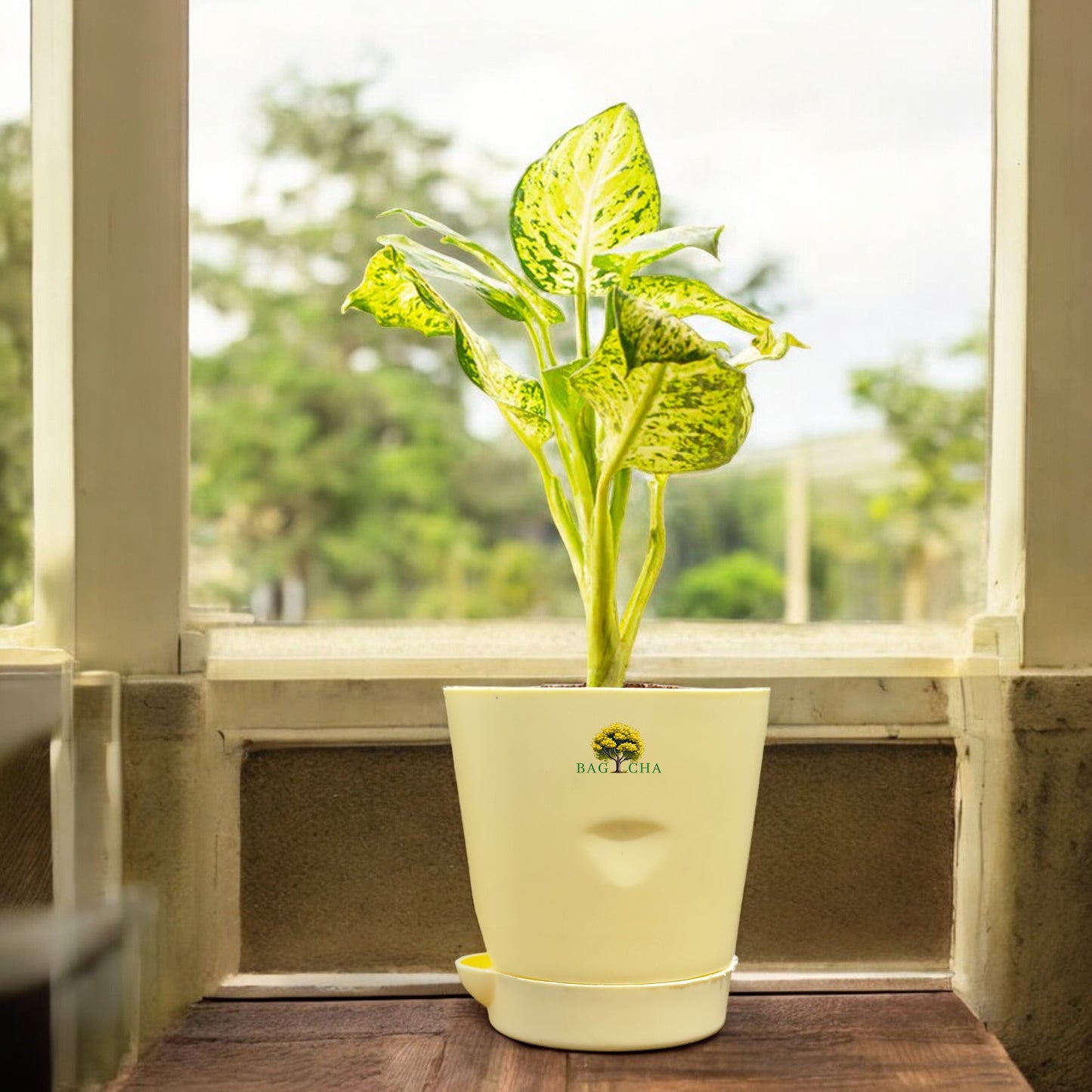 Dieffenbachia Plant