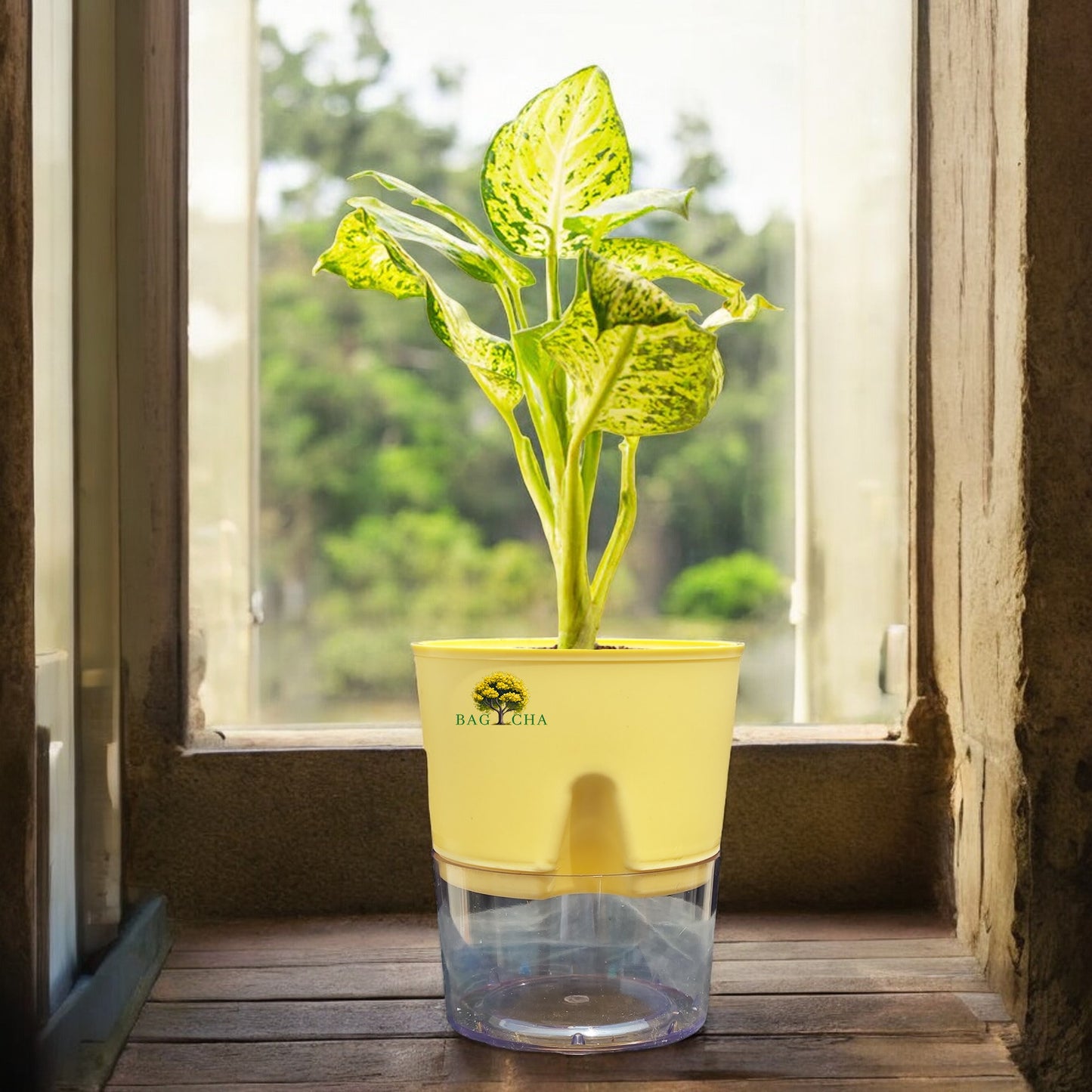 Dieffenbachia Plant