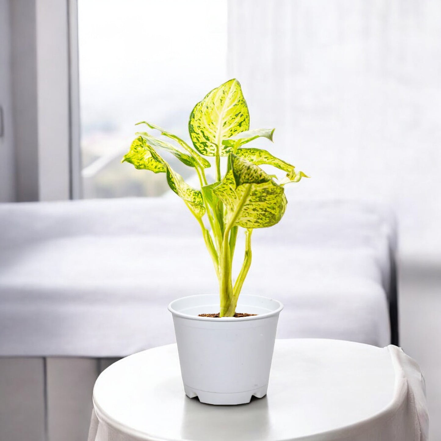 Dieffenbachia Plant