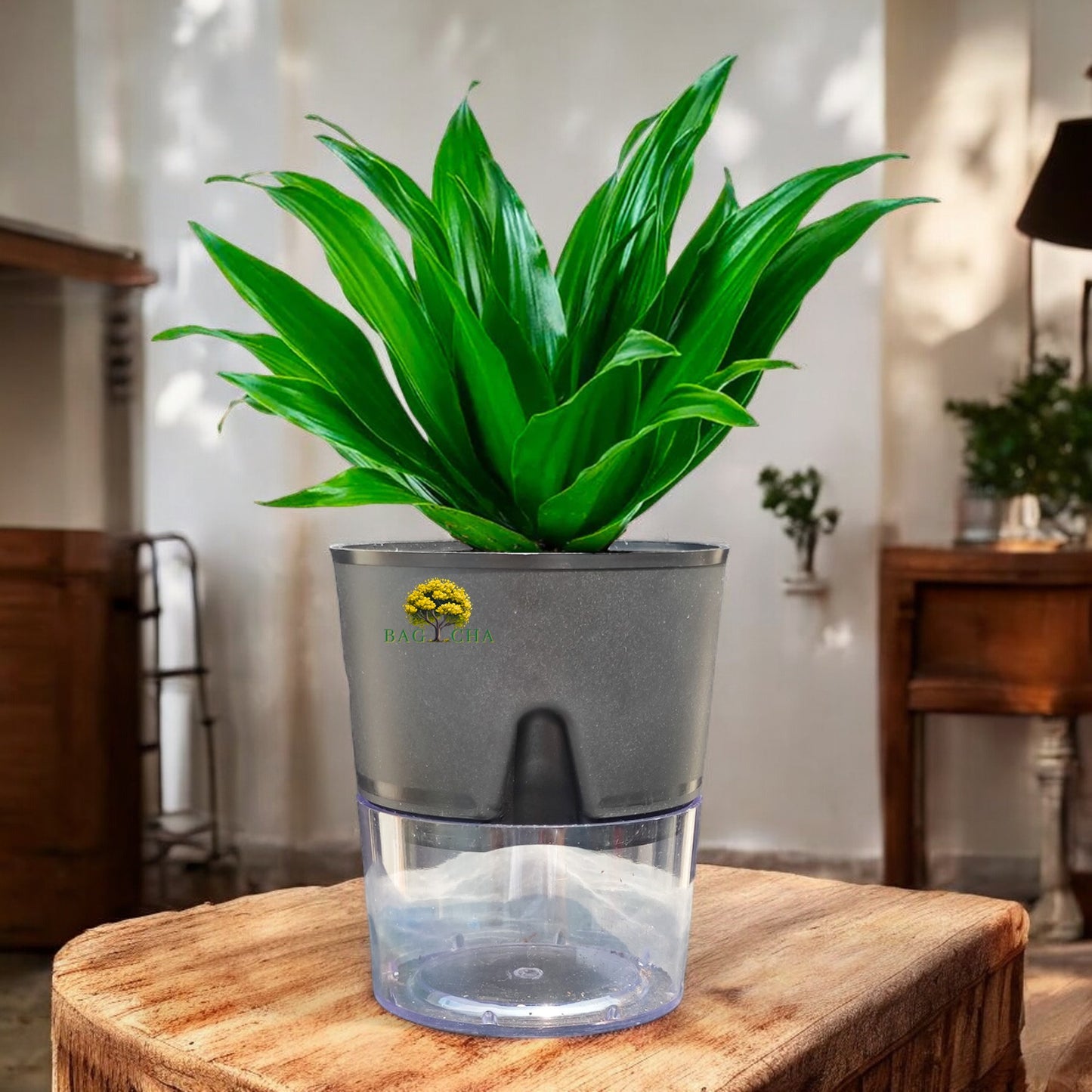 Dracaena Compacta Plant