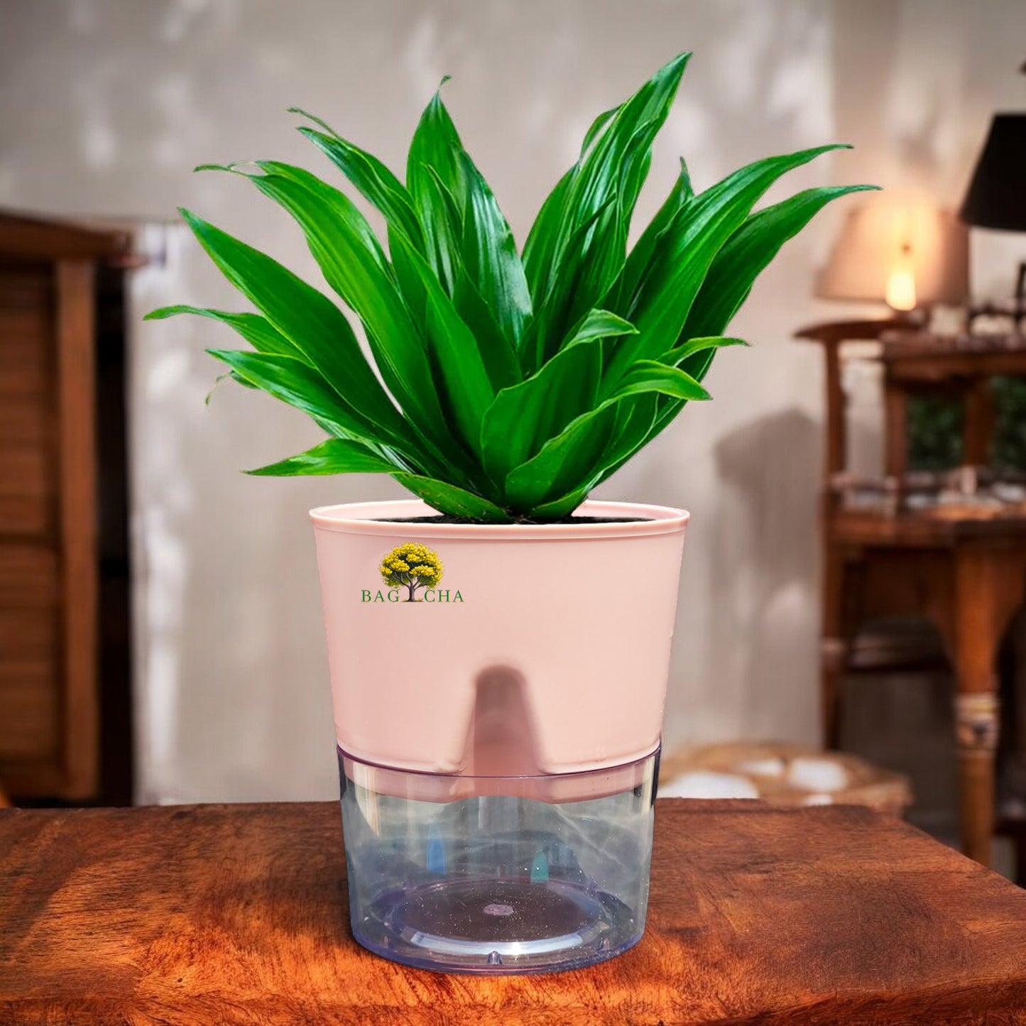 Dracaena Compacta Plant