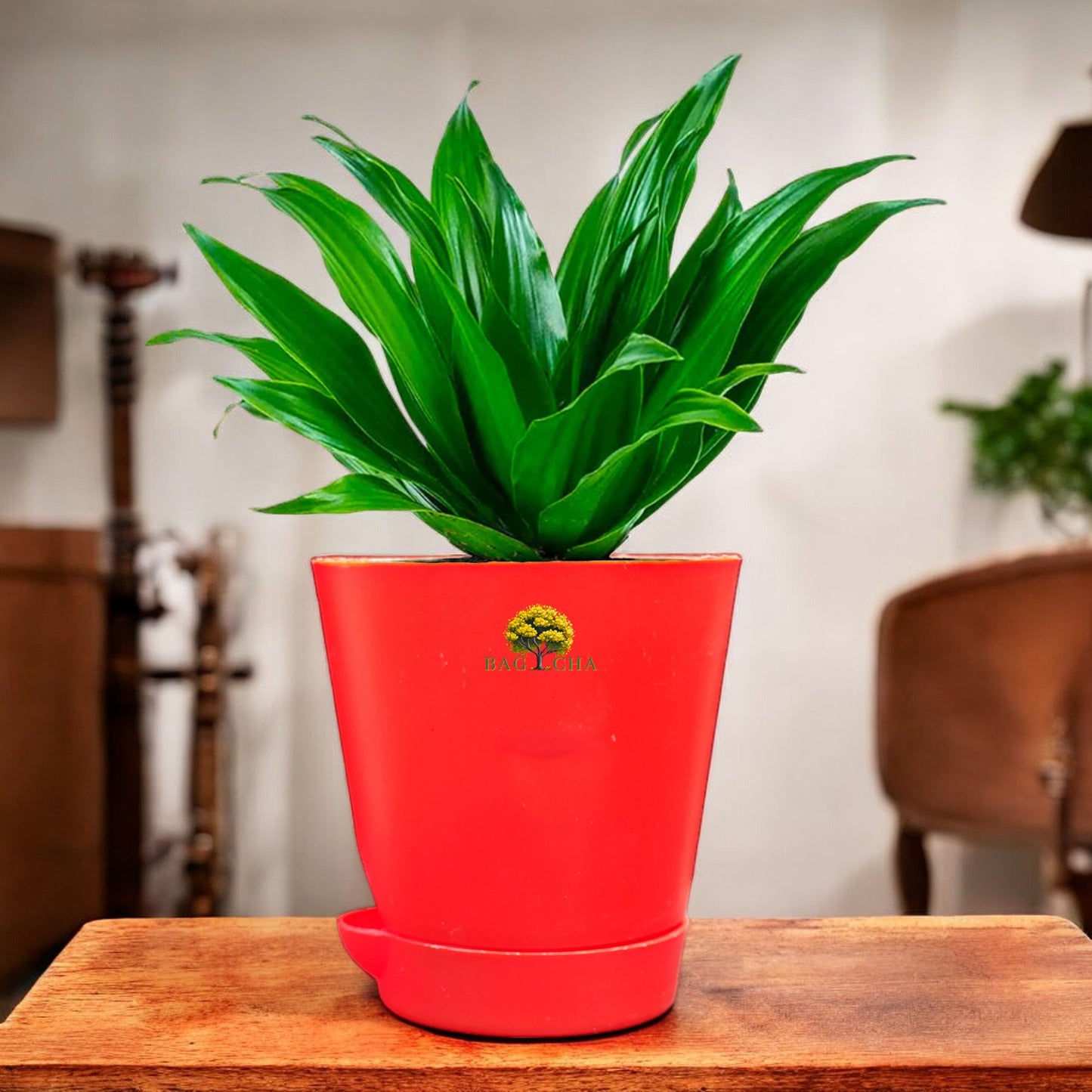 Dracaena Compacta Plant