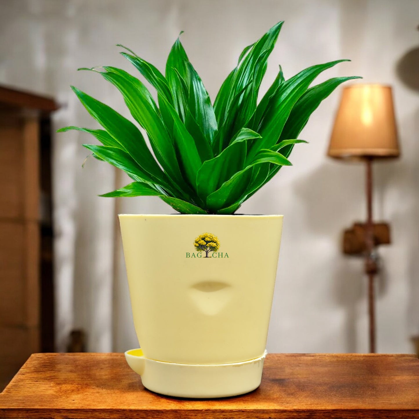 Dracaena Compacta Plant