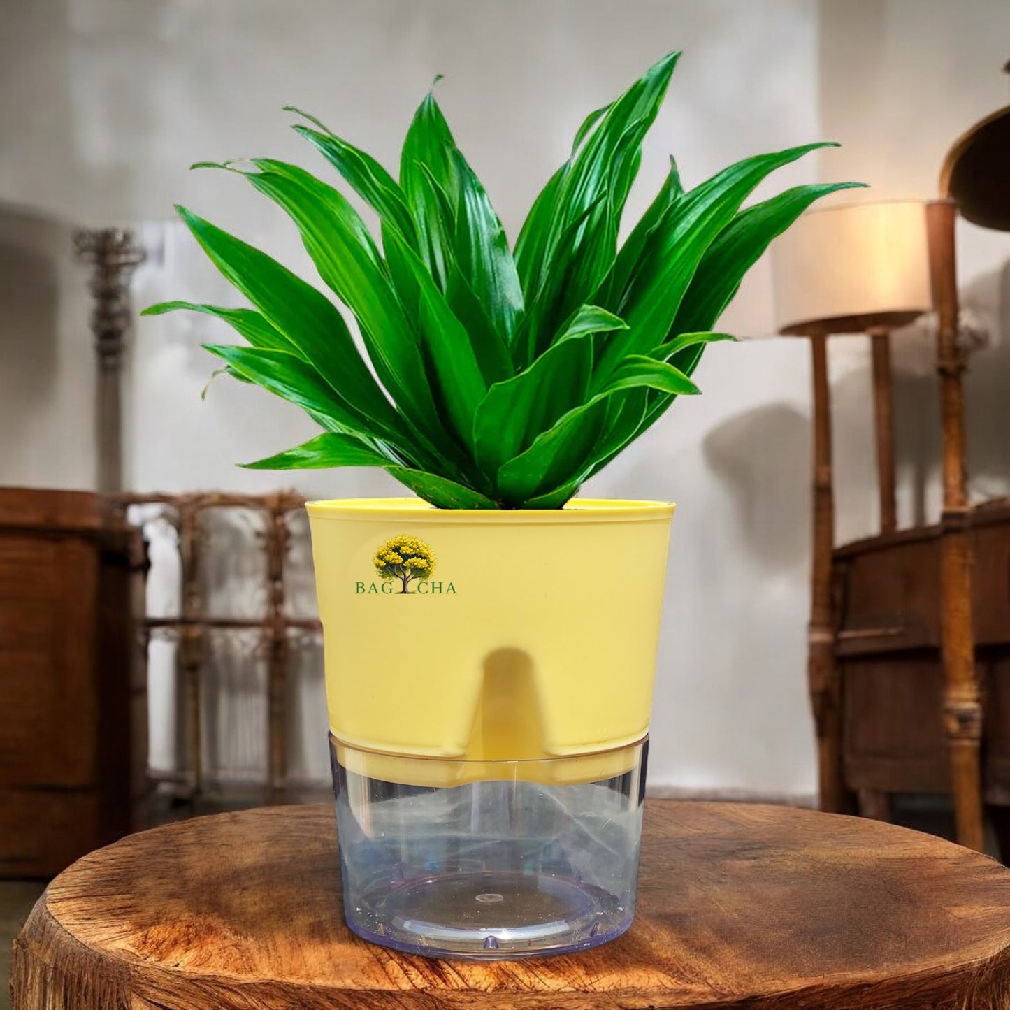 Dracaena Compacta Plant