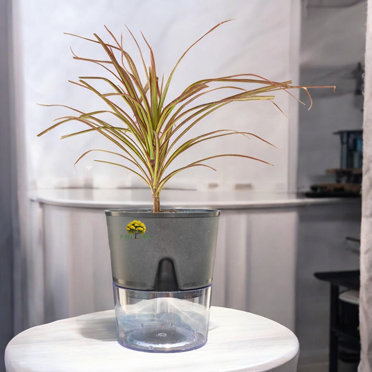 Dracaena Colorama Plant