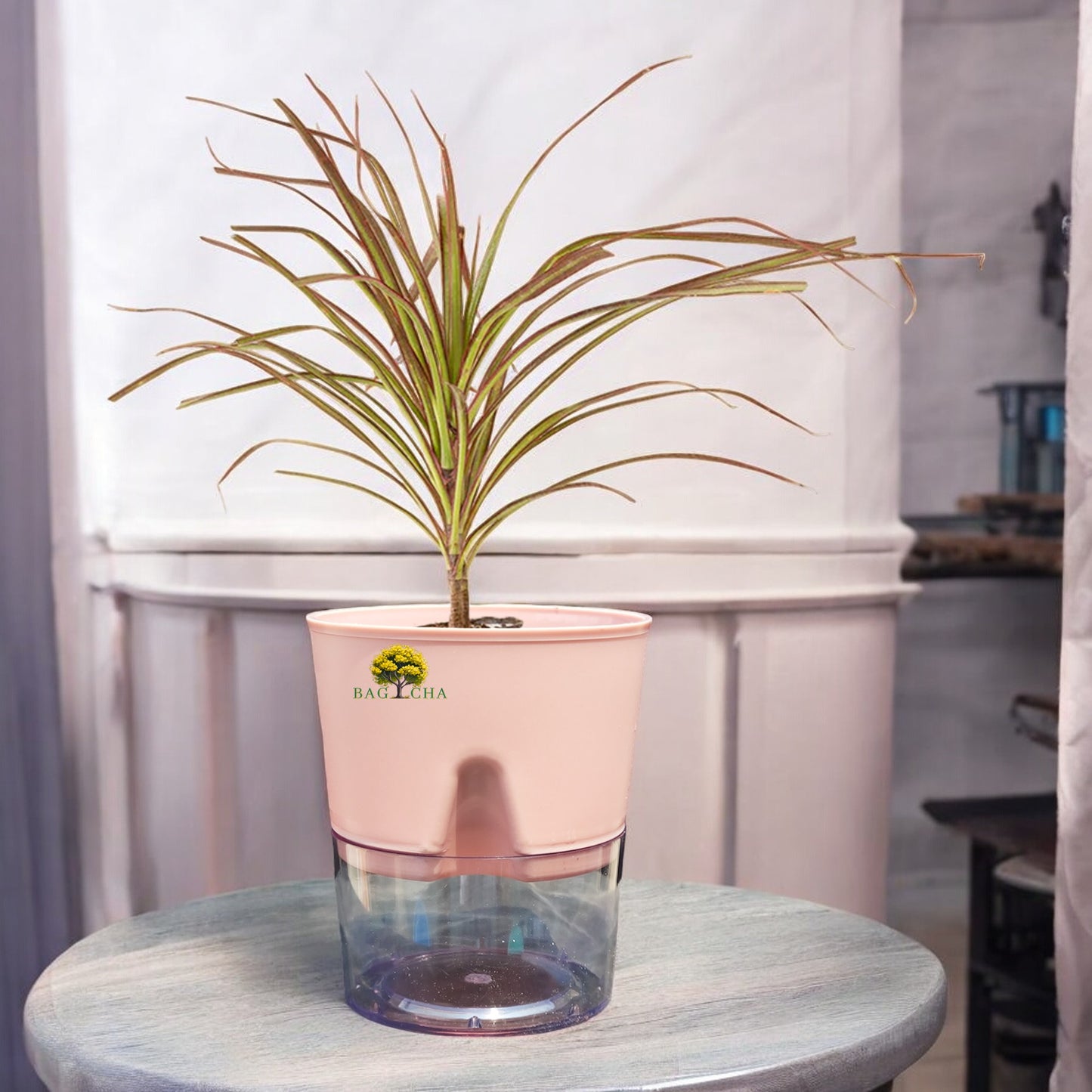 Dracaena Colorama Plant