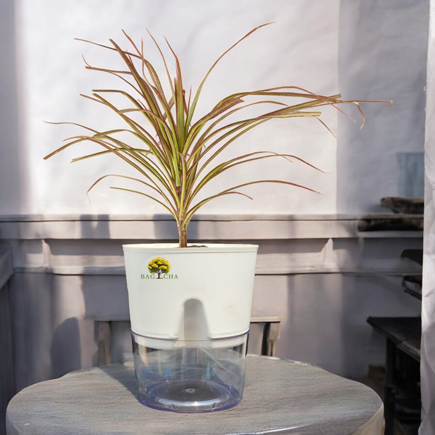 Dracaena Colorama Plant