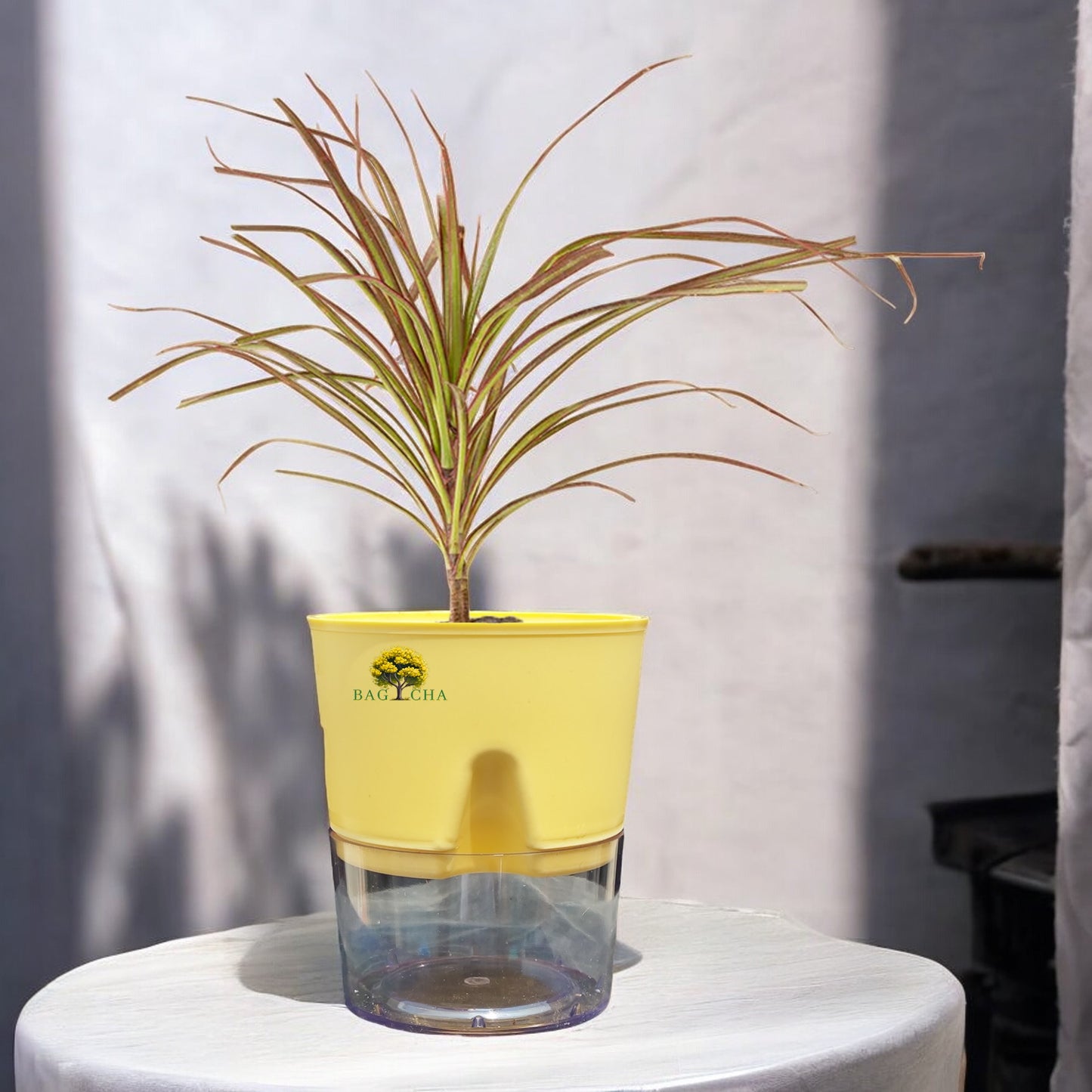 Dracaena Colorama Plant