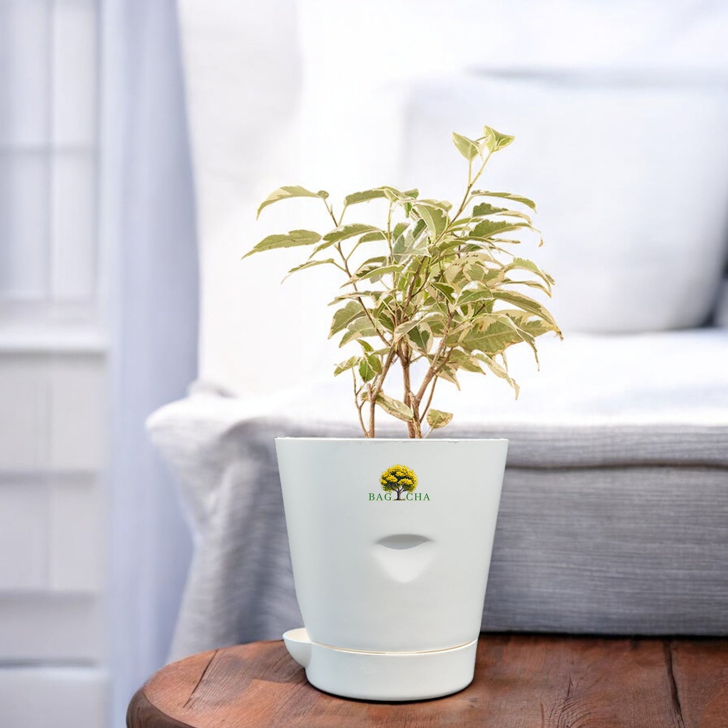 Ficus Safari Plant