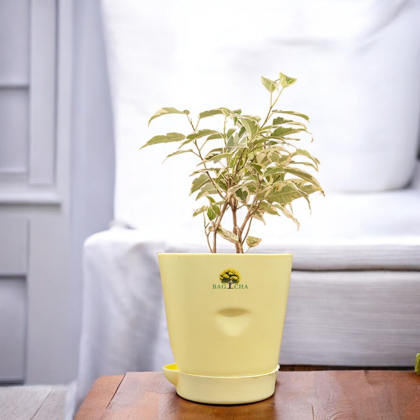 Ficus Safari Plant