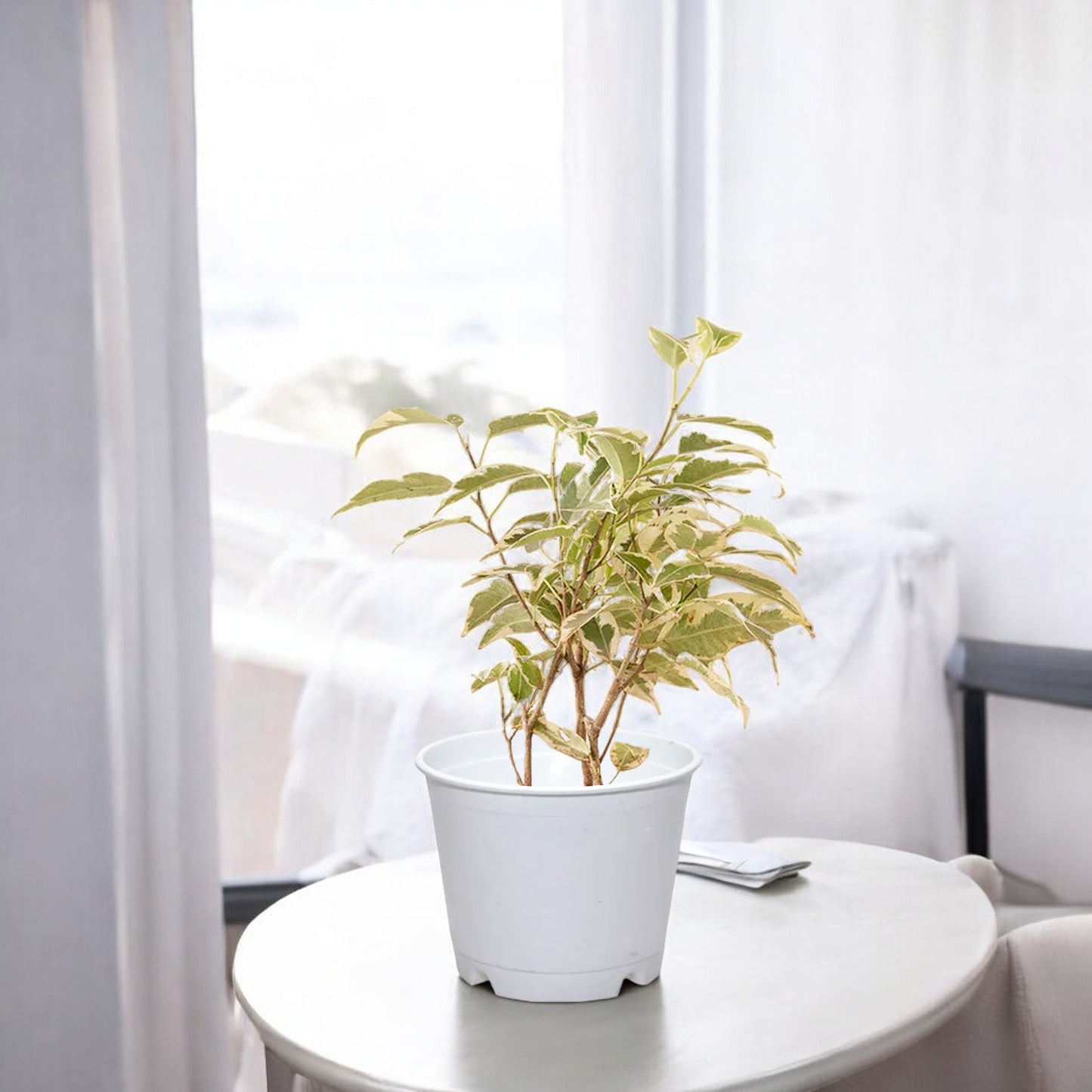 Ficus Safari Plant